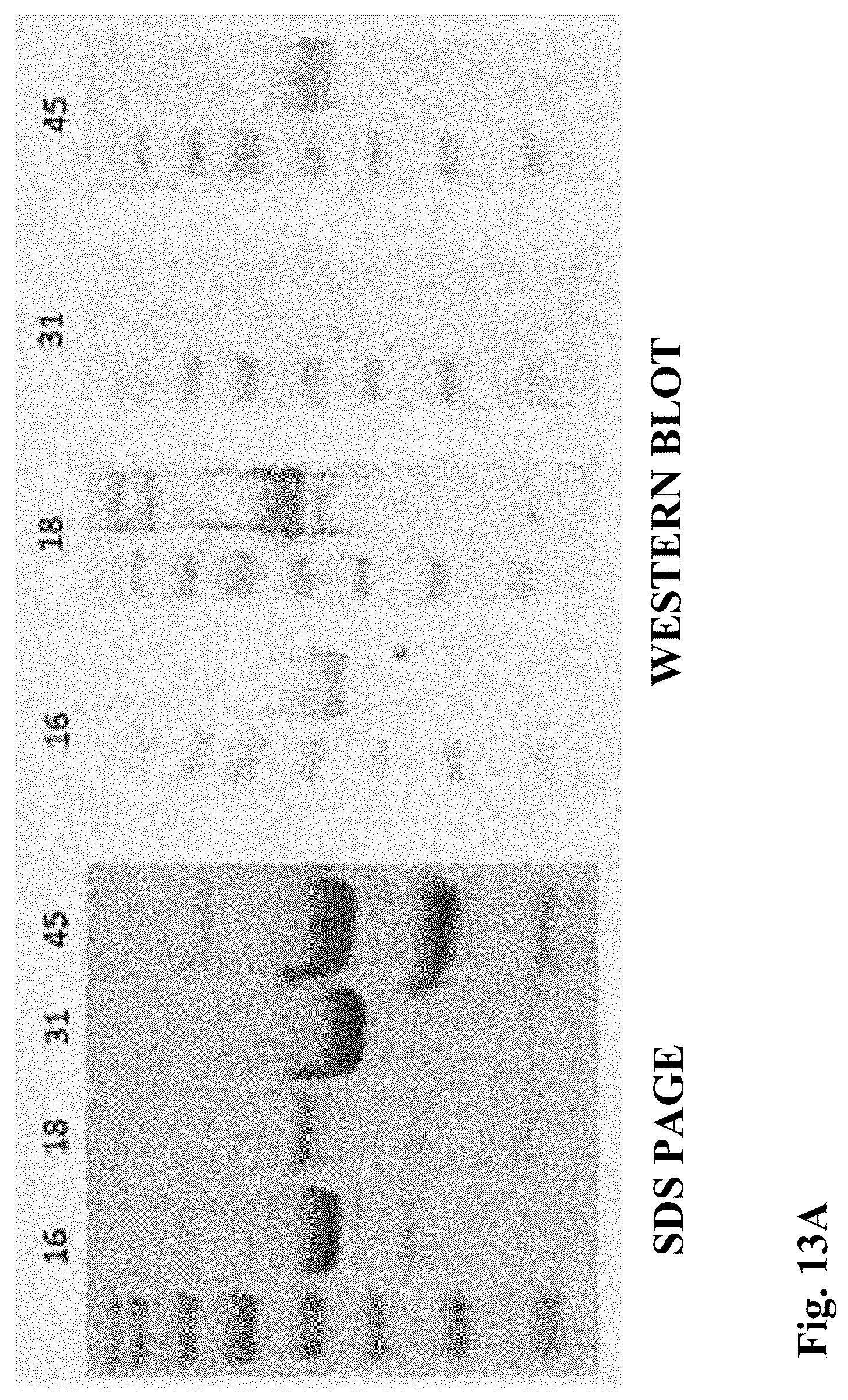 Patent US12303602 Figure 17 – Compositions, methods and uses for thermally stable multi-targeted antigens