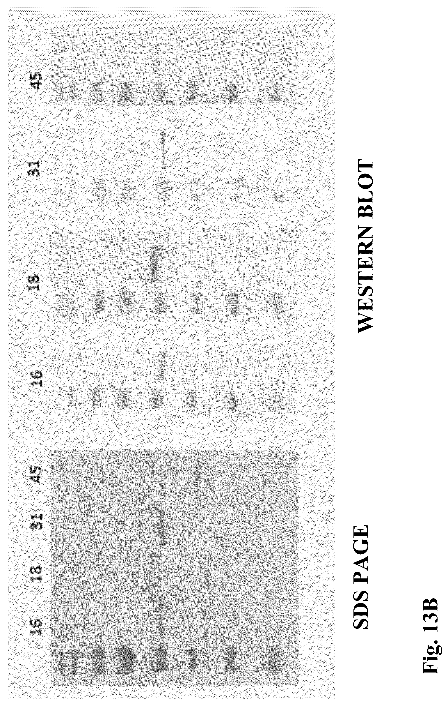 Patent US12303602 Figure 18 – Compositions, methods and uses for thermally stable multi-targeted antigens