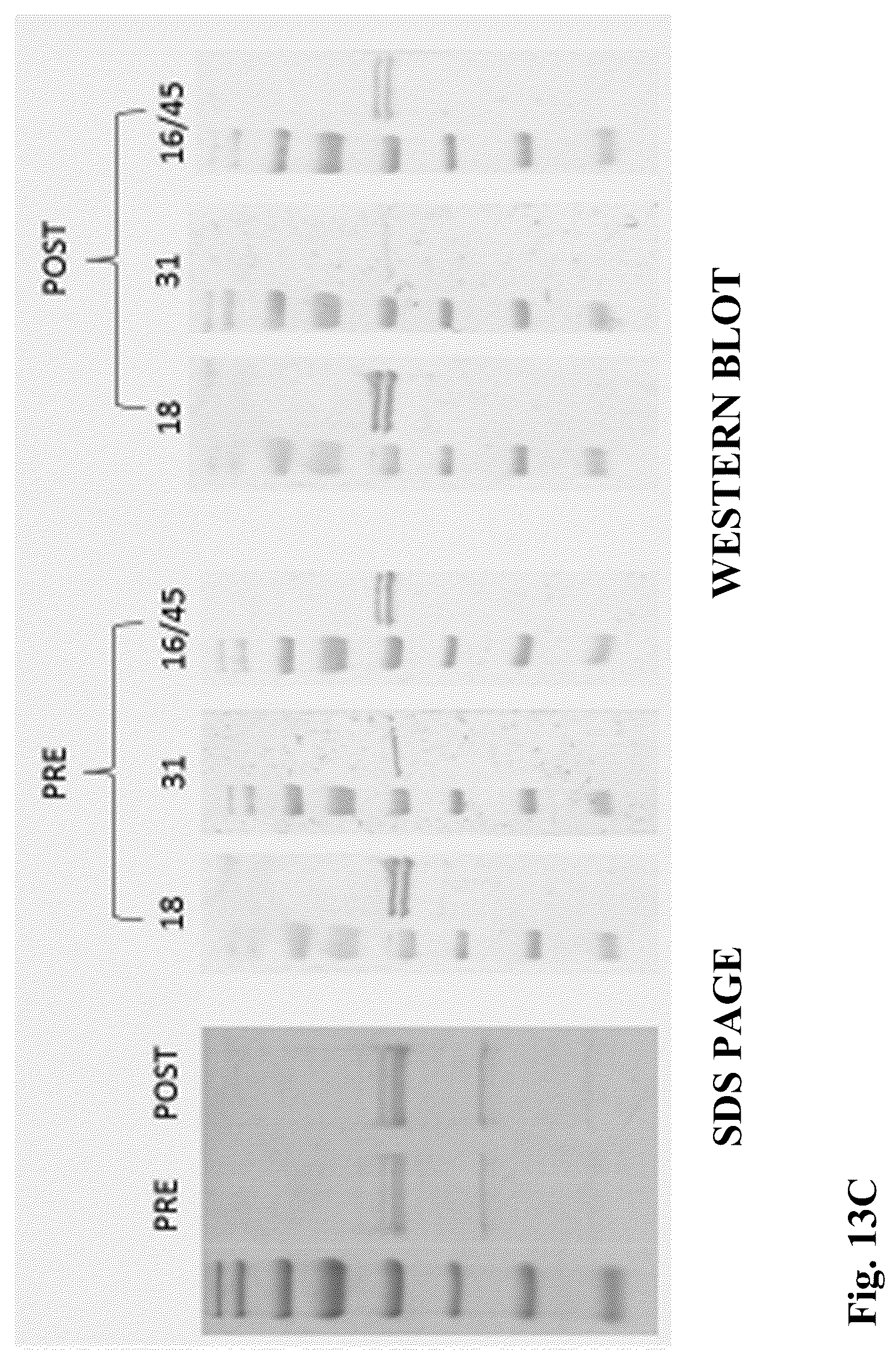 Patent US12303602 Figure 19 – Compositions, methods and uses for thermally stable multi-targeted antigens