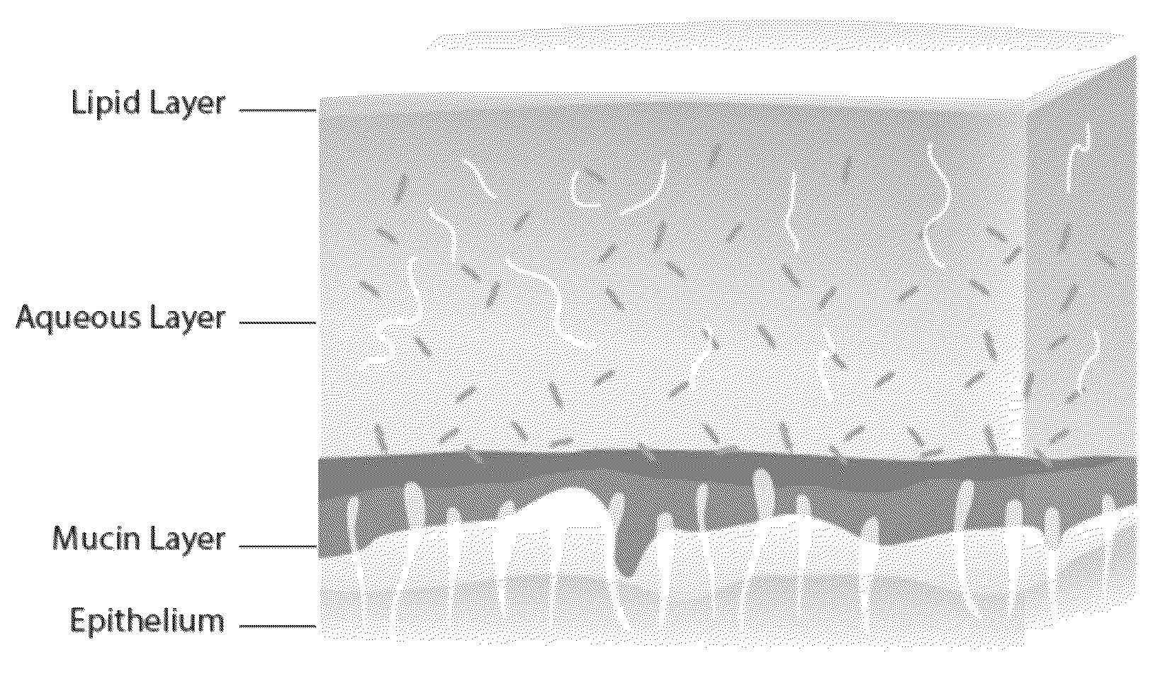 Patent US12303607 — Methods and compositions for modifying mucous membranes — Figure 1