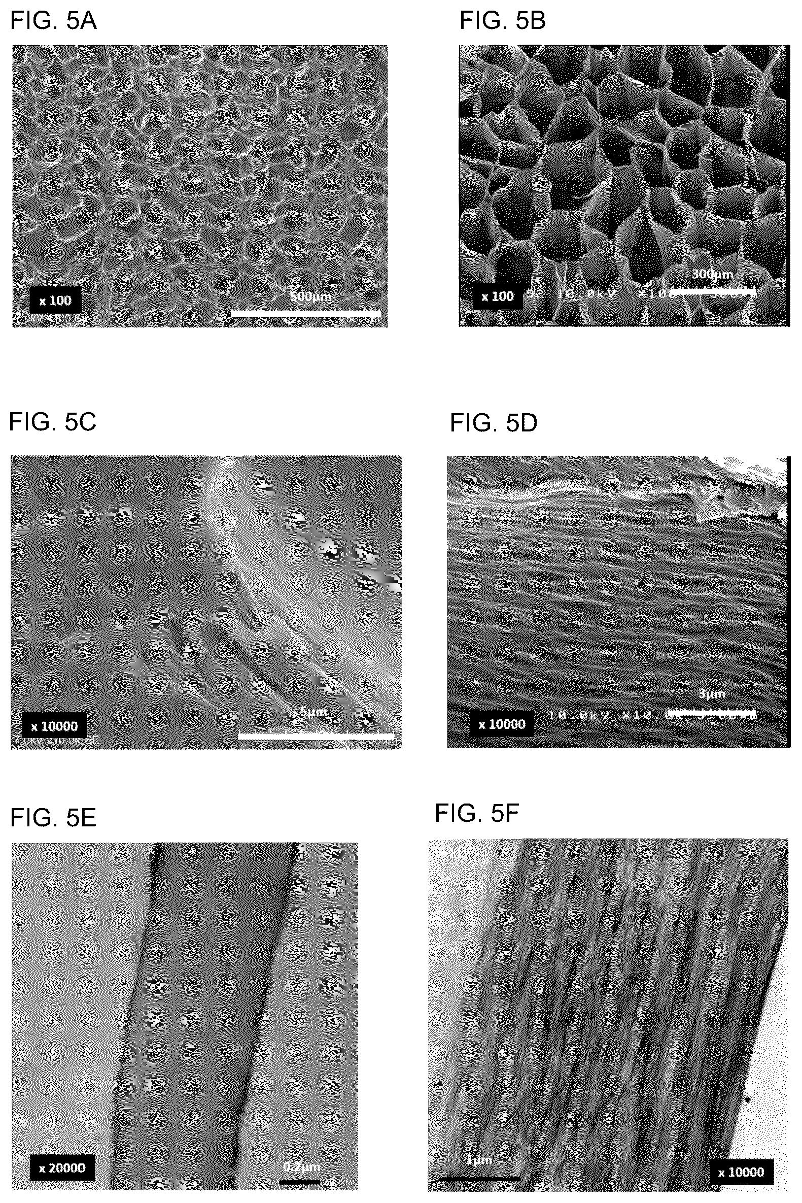 Patent US12303613 Figure 4 – High-strength collagen sponge