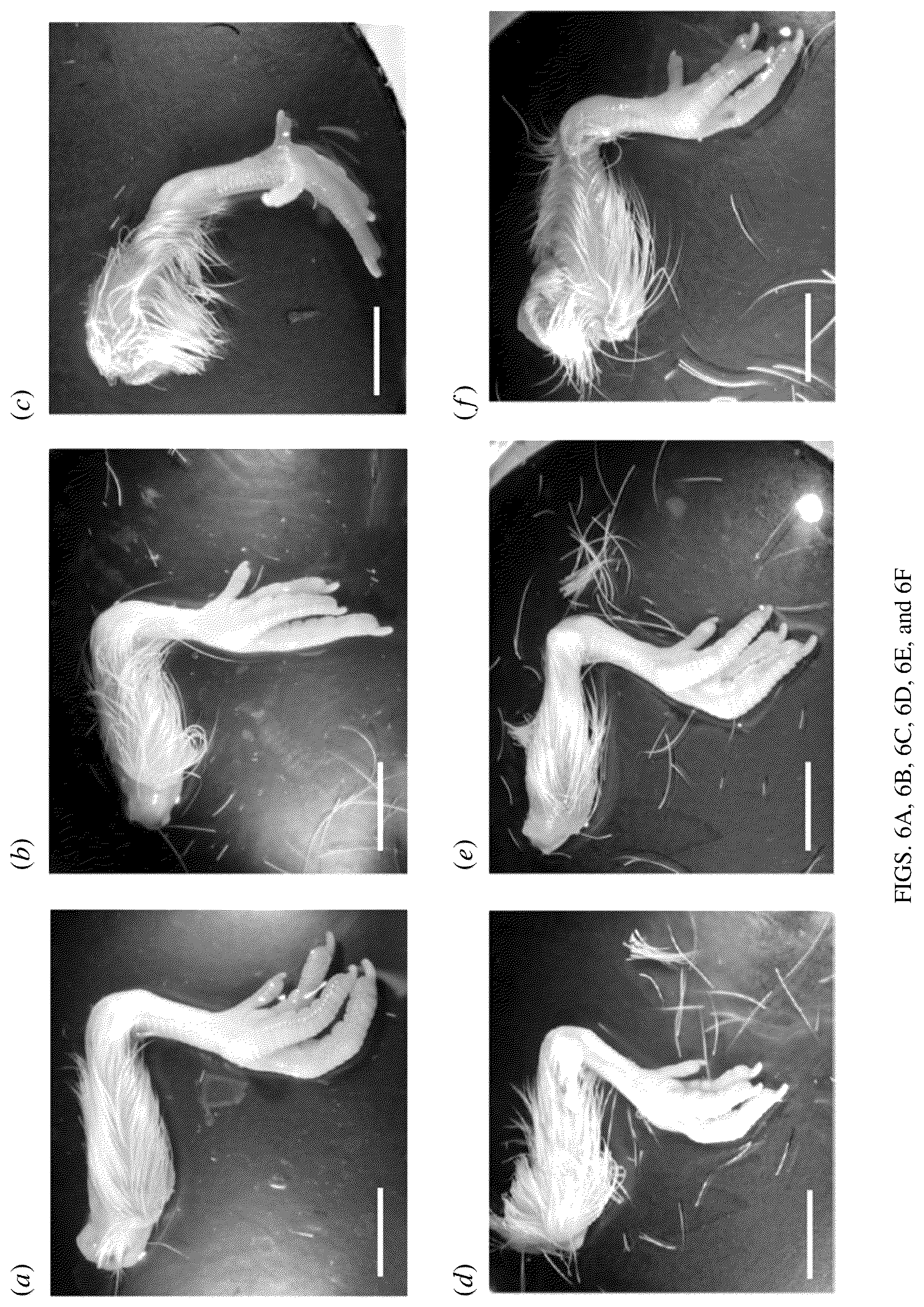 Patent US12303614 Figure 4 – Compositions and methods for improving mechanical properties of a tissue or for regenerating an injured or diseased tissue