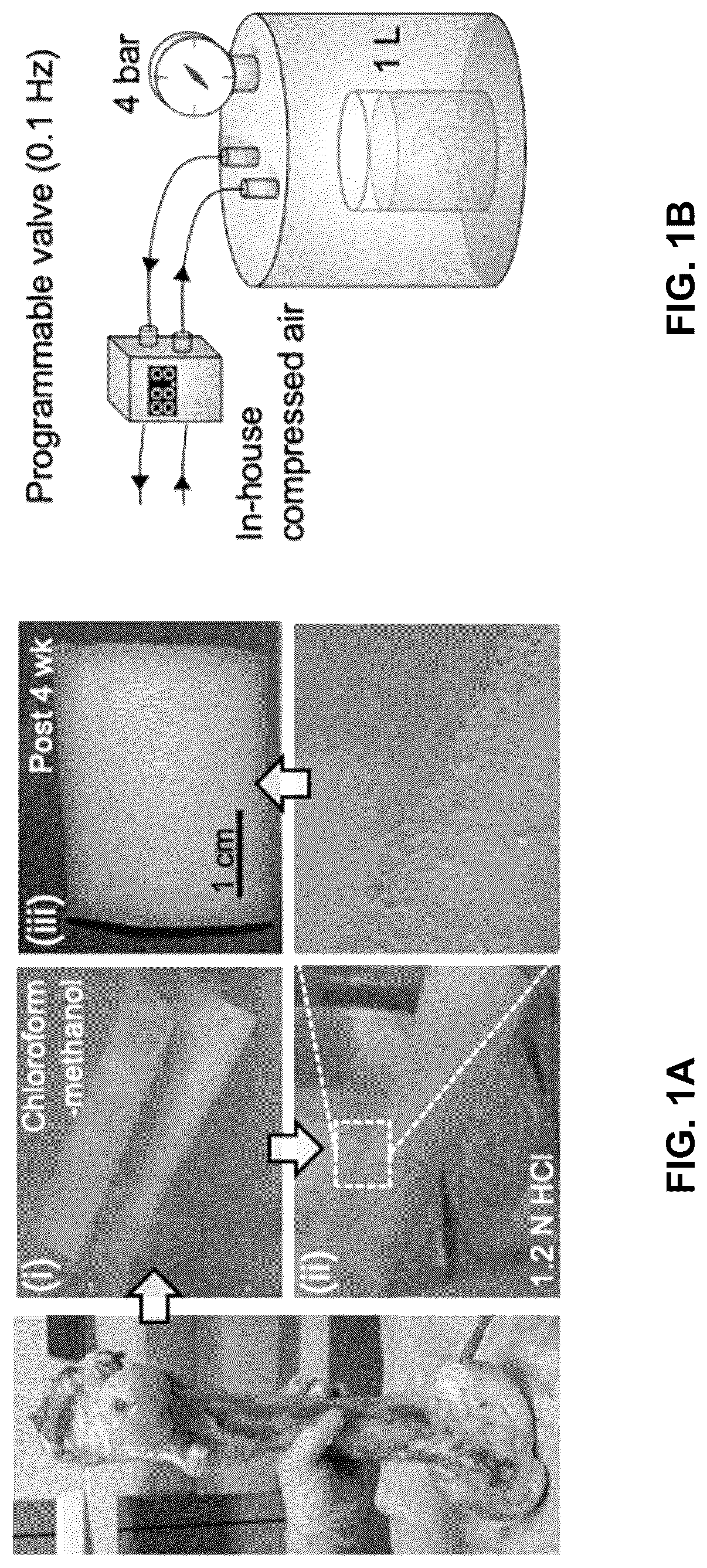 Patent US12303615 Figure 1 – Demineralized bone paper