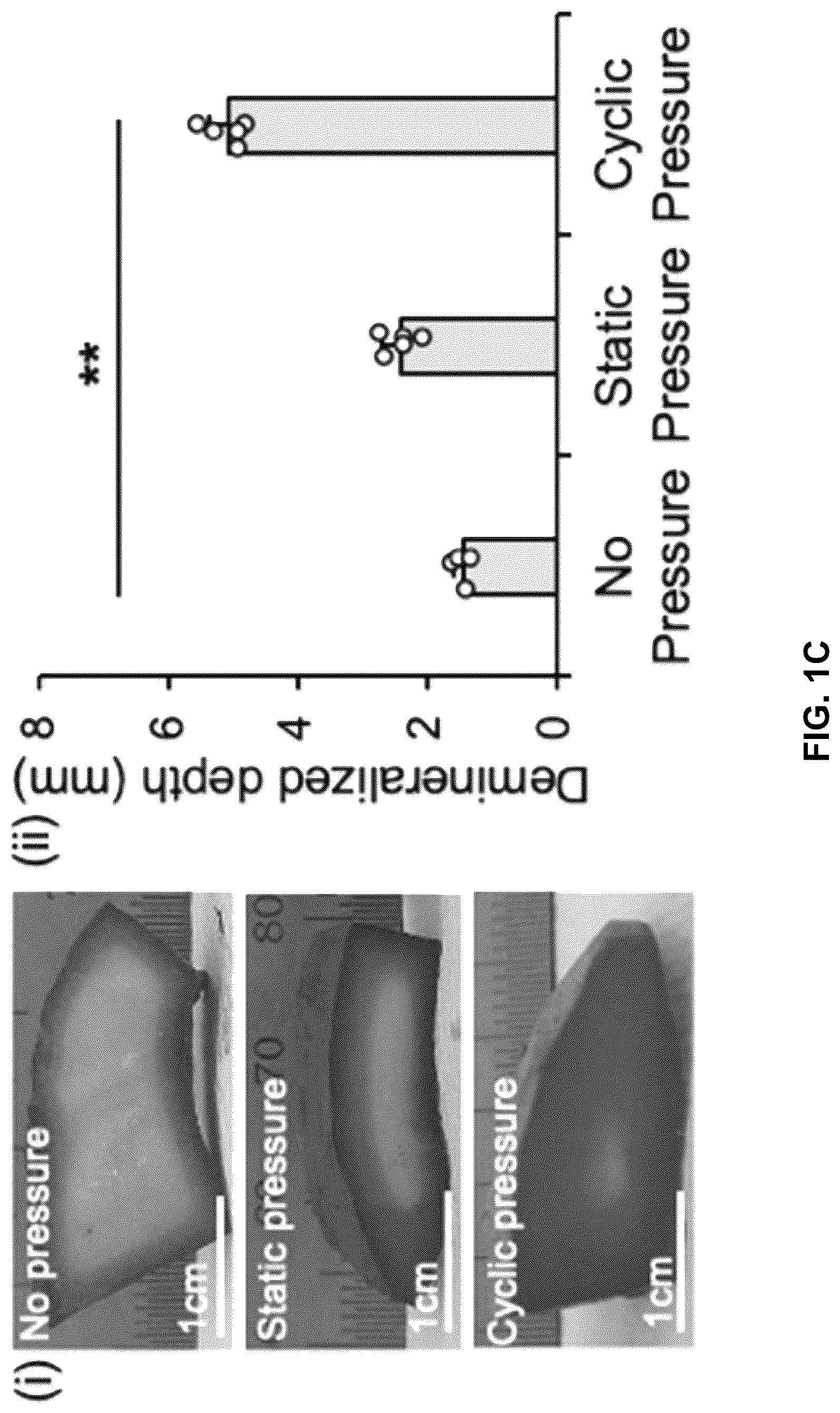 Patent US12303615 Figure 2 – Demineralized bone paper