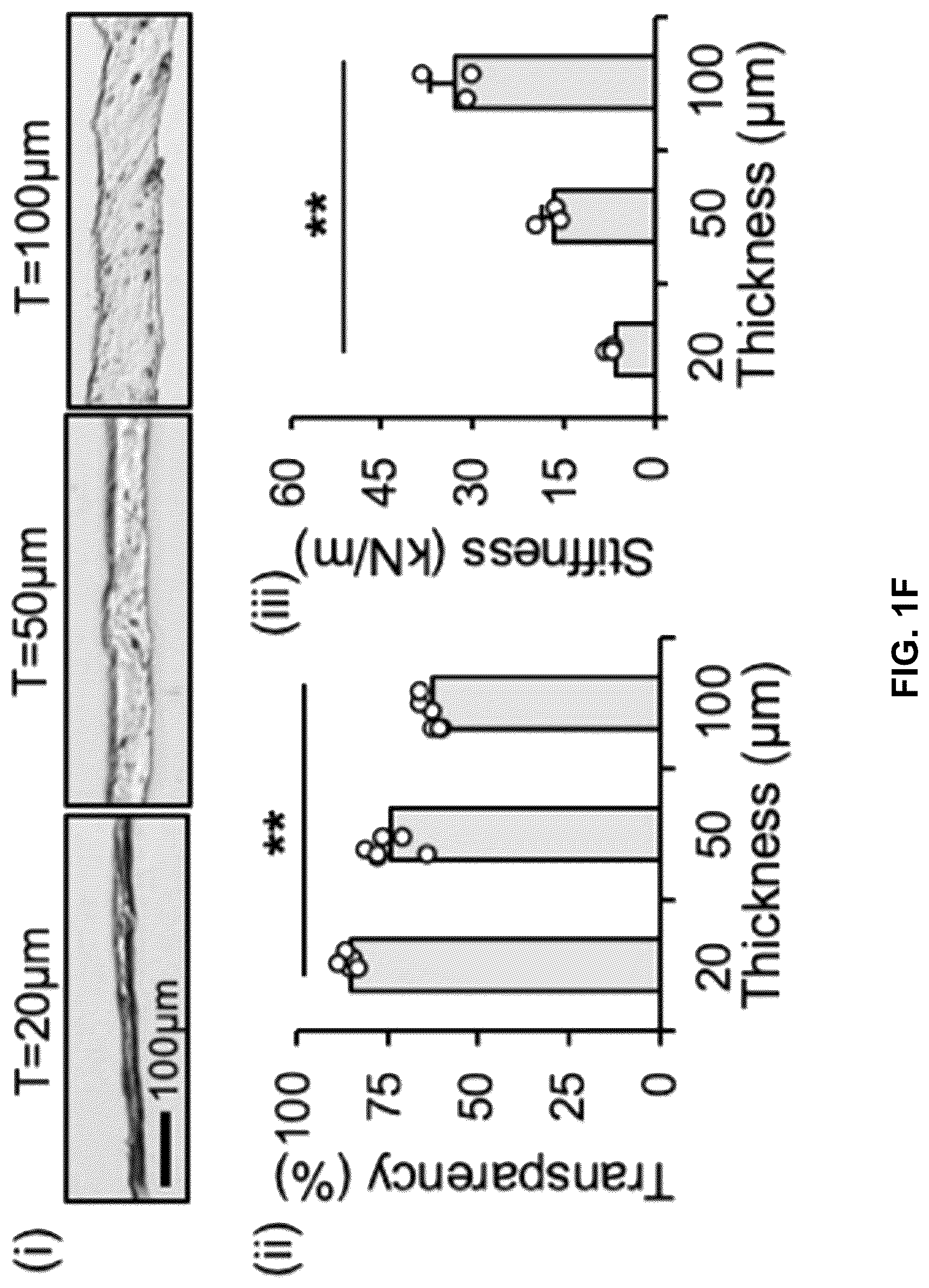 Patent US12303615 Figure 5 – Demineralized bone paper