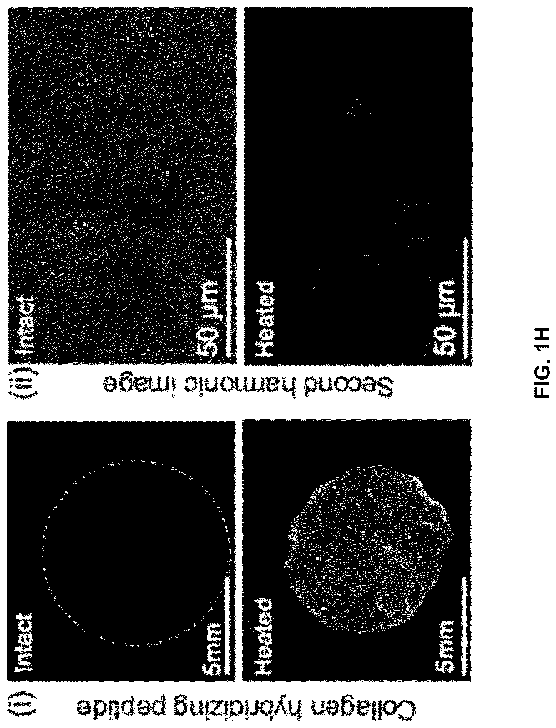 Patent US12303615 Figure 7 – Demineralized bone paper
