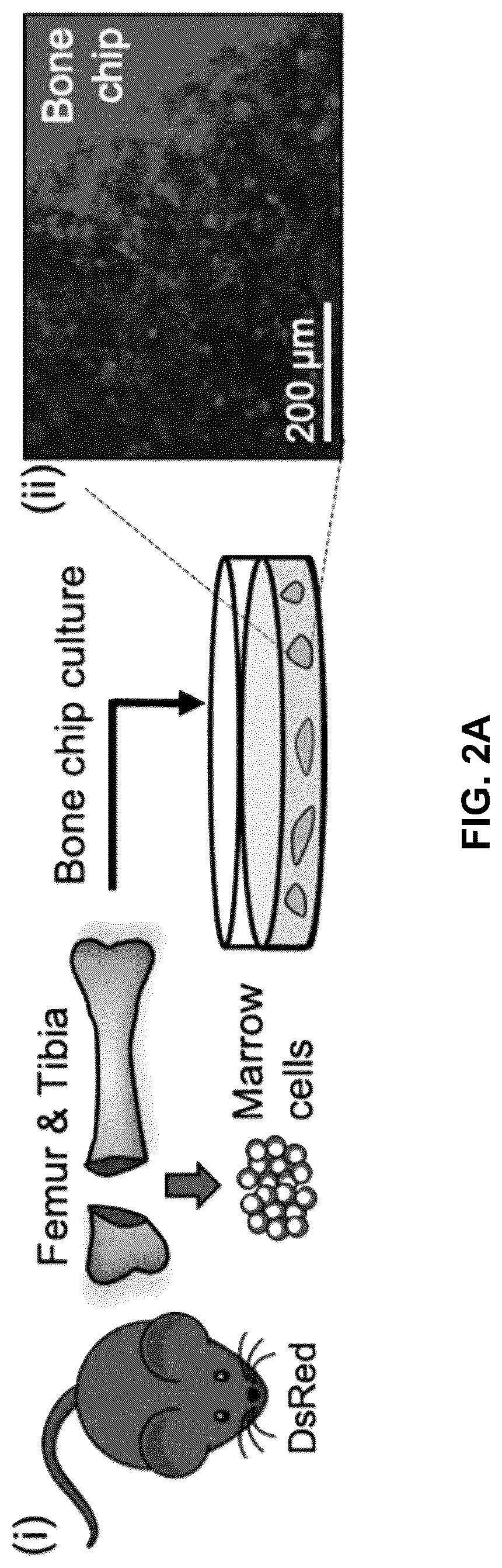 Patent US12303615 Figure 9 – Demineralized bone paper