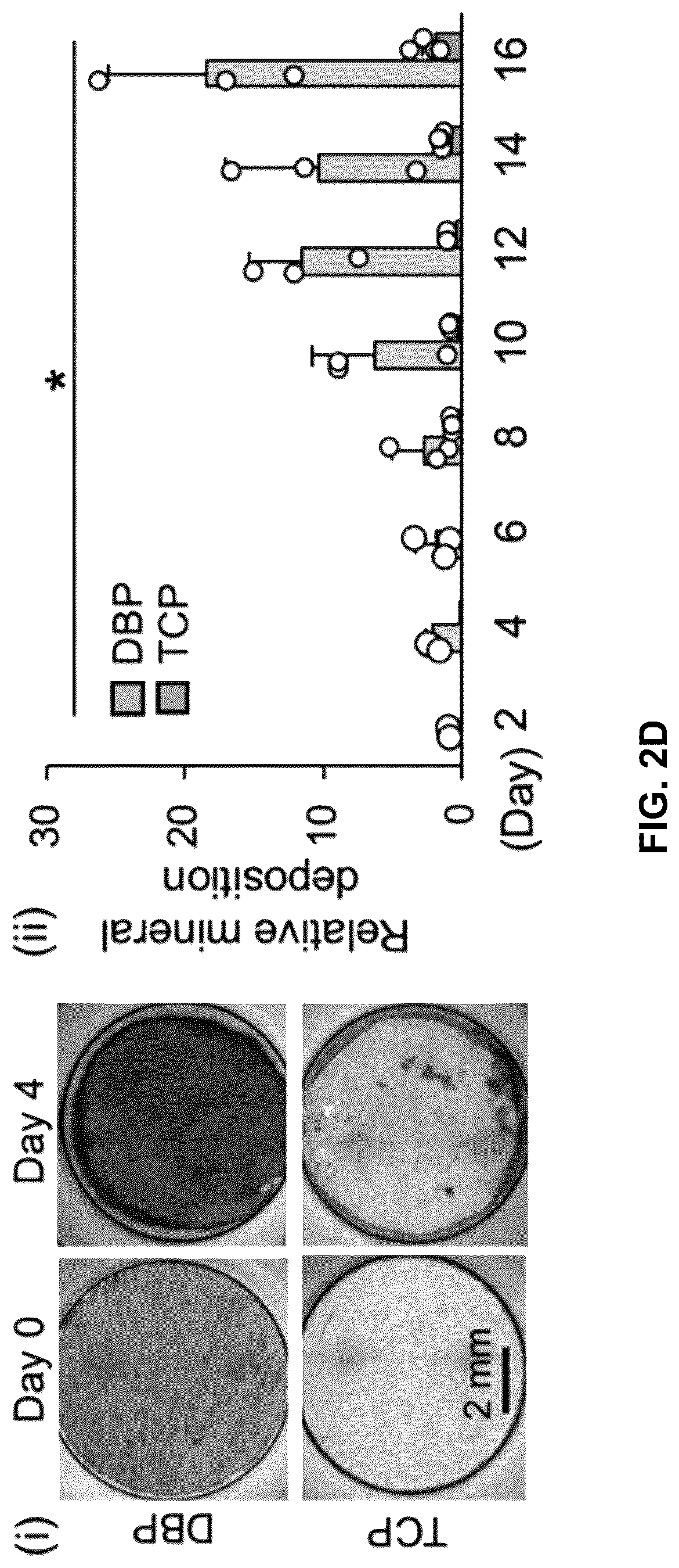 Patent US12303615 Figure 12 – Demineralized bone paper