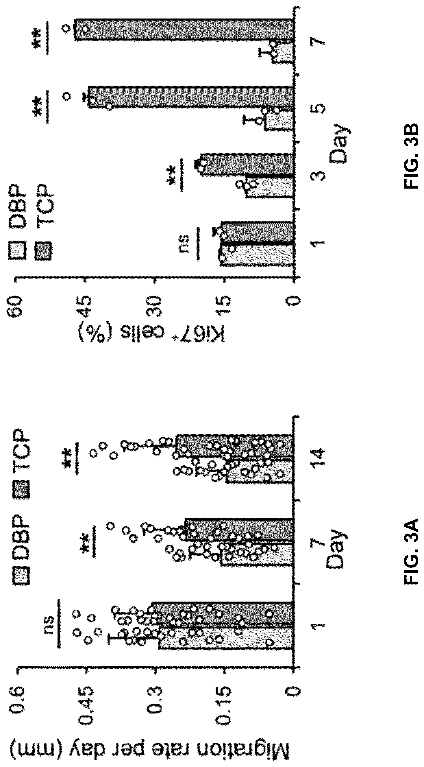 Patent US12303615 Figure 15 – Demineralized bone paper