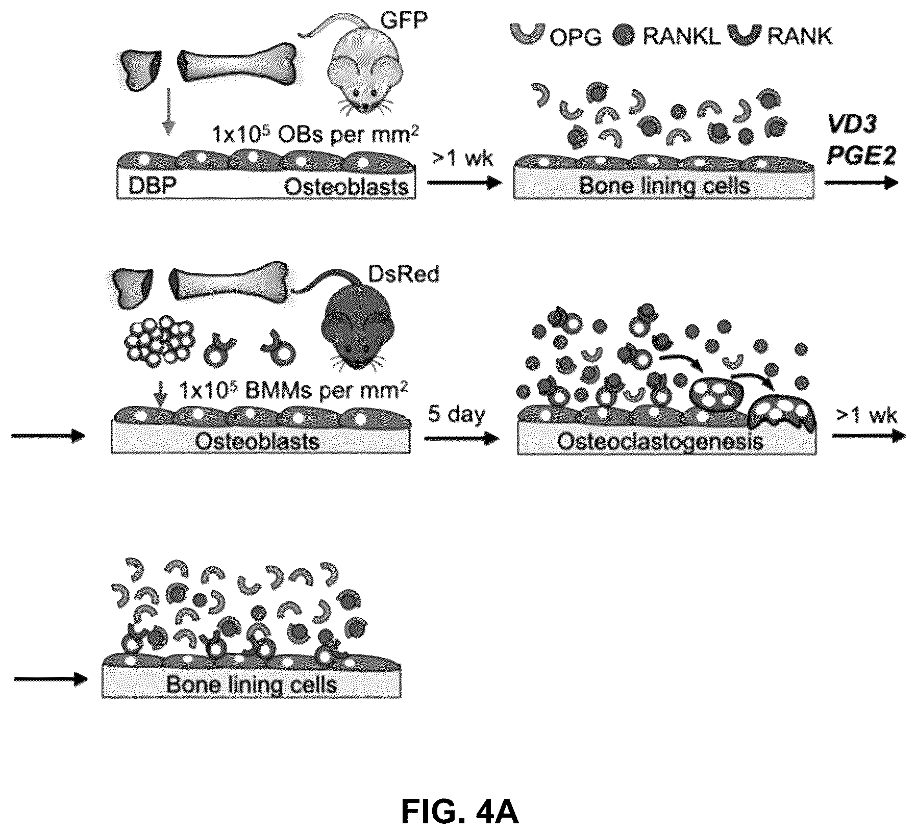 Patent US12303615 Figure 20 – Demineralized bone paper