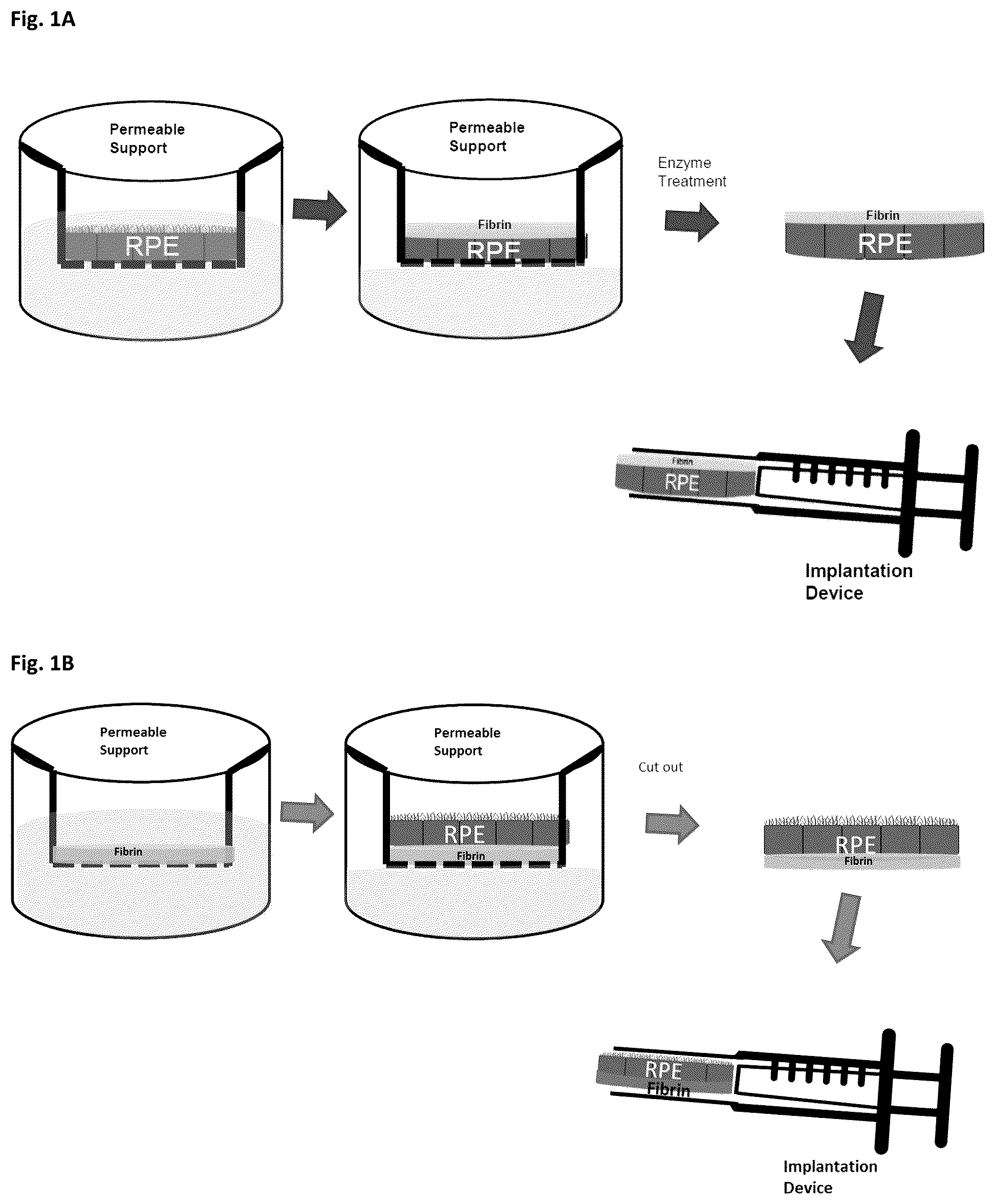 Patent US12303617 Figure 1 – Methods and materials for using fibrin supports for retinal pigment epithelium transplantation