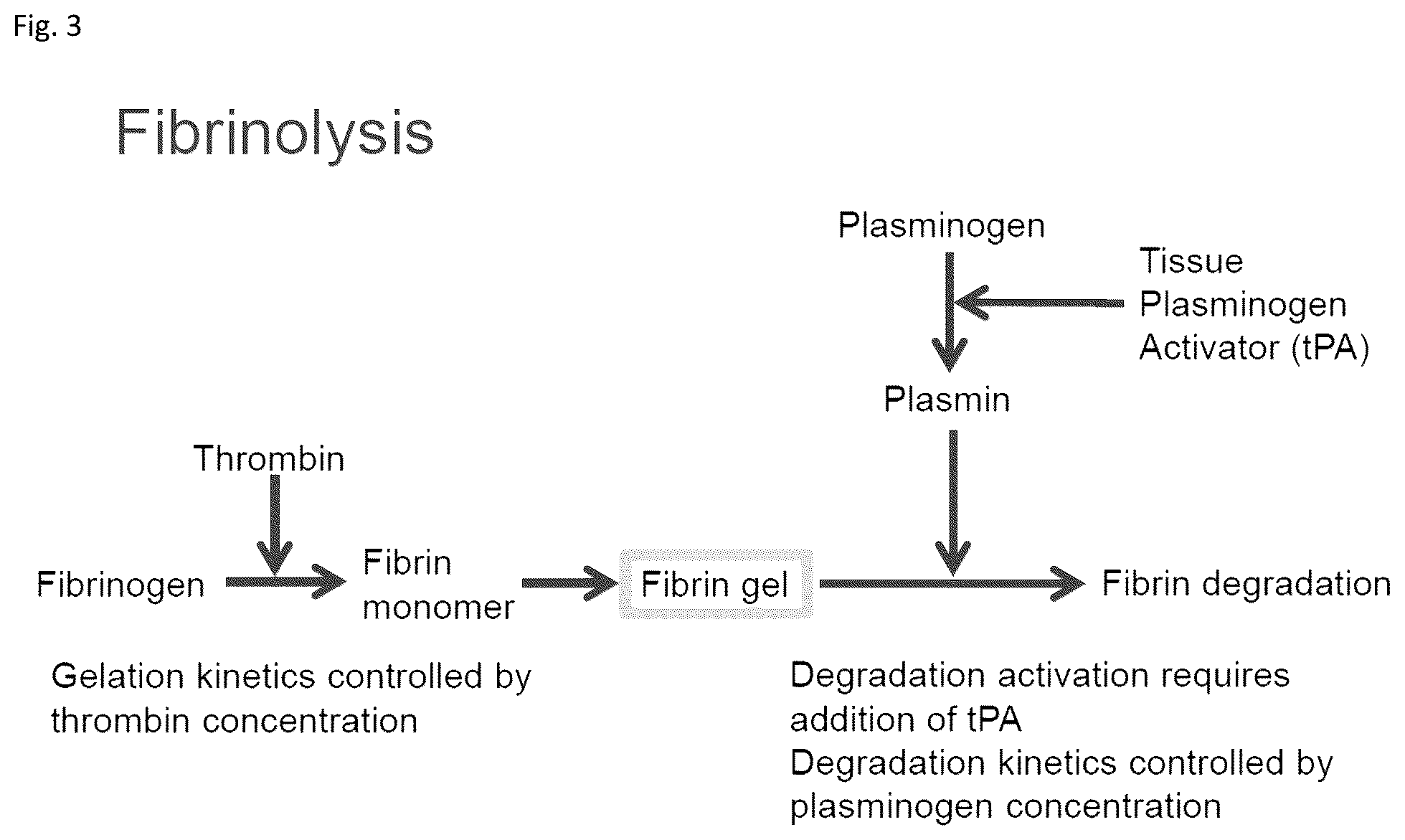 Patent US12303617 Figure 3 – Methods and materials for using fibrin supports for retinal pigment epithelium transplantation