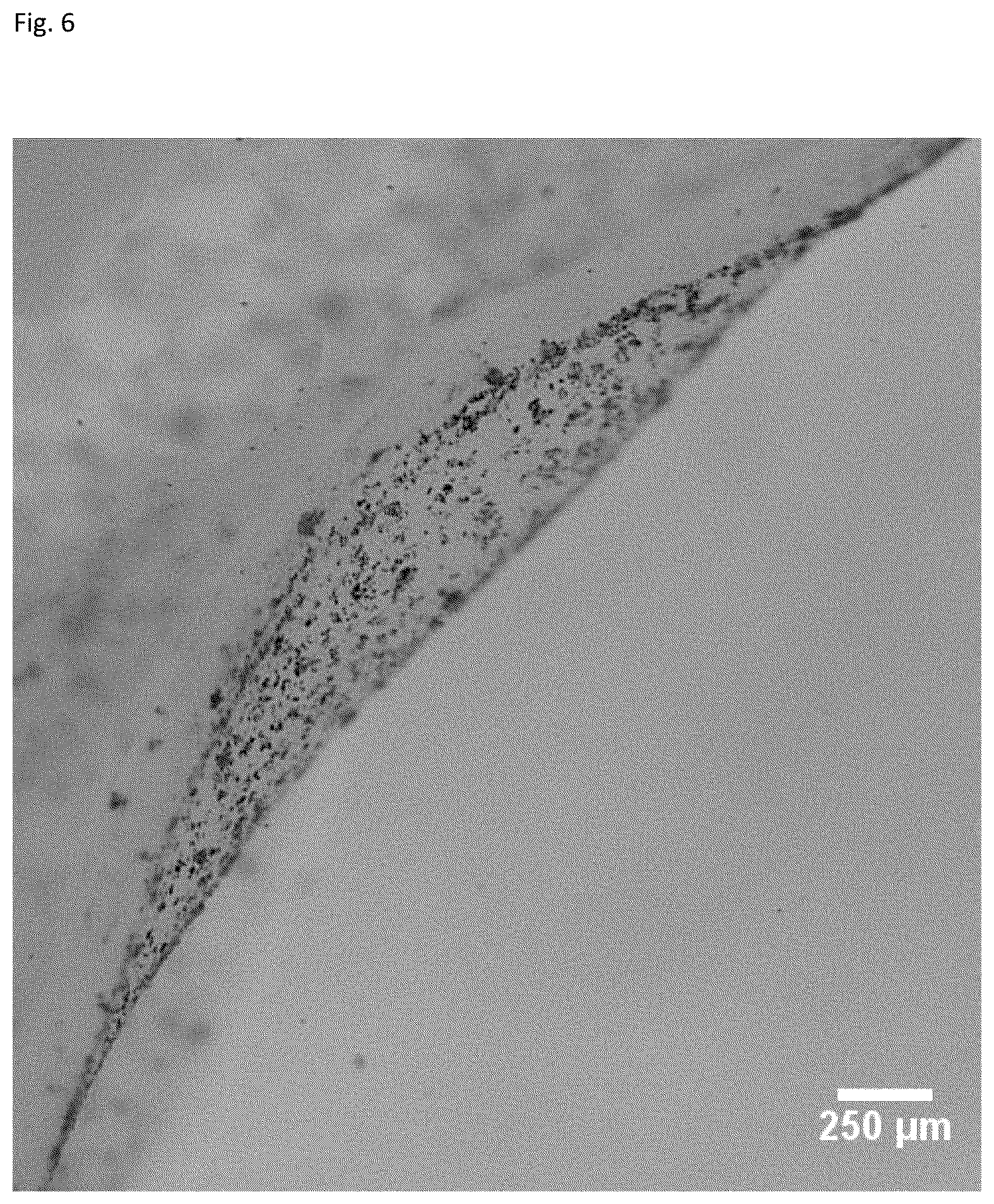 Patent US12303617 Figure 6 – Methods and materials for using fibrin supports for retinal pigment epithelium transplantation