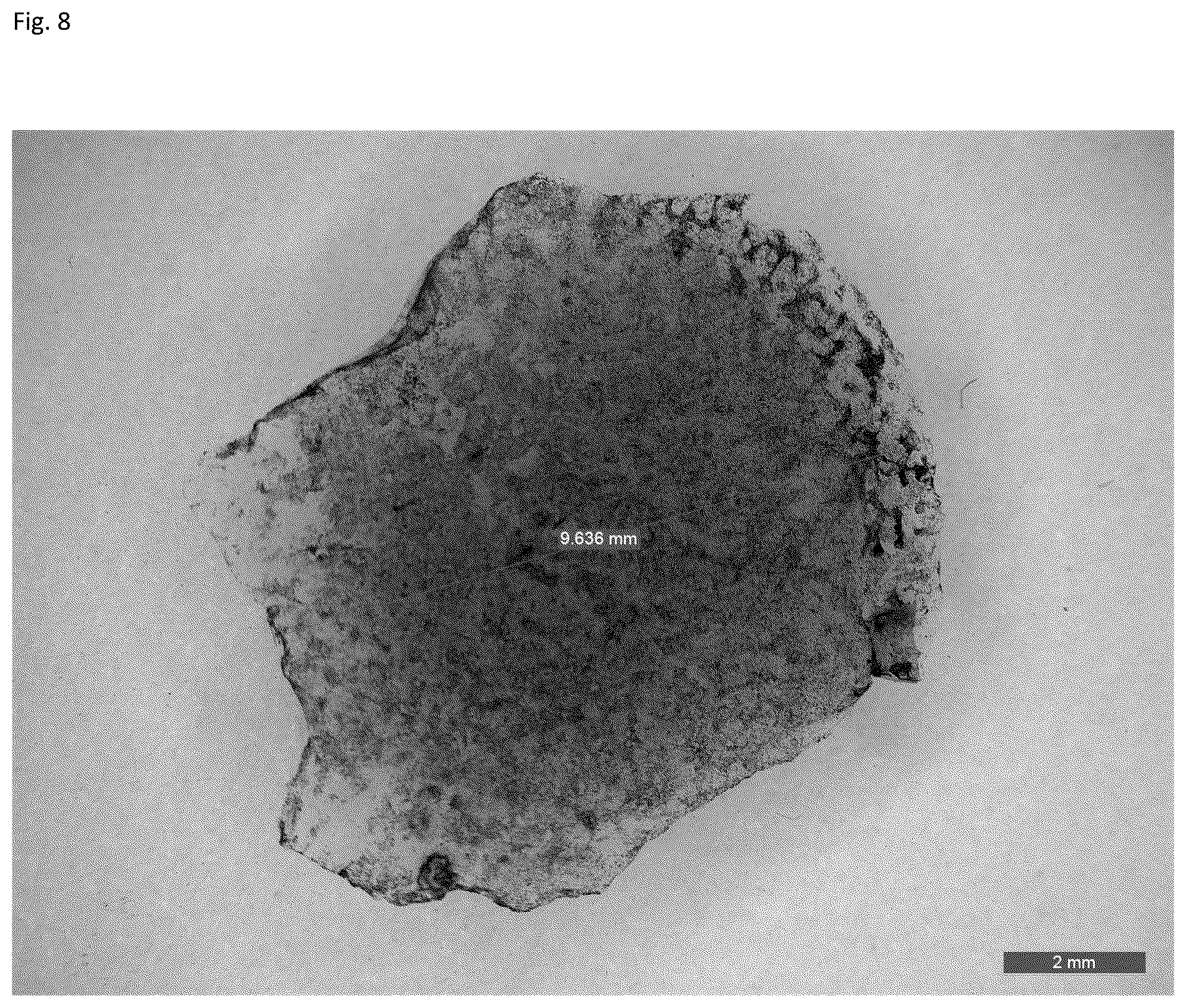 Patent US12303617 Figure 8 – Methods and materials for using fibrin supports for retinal pigment epithelium transplantation