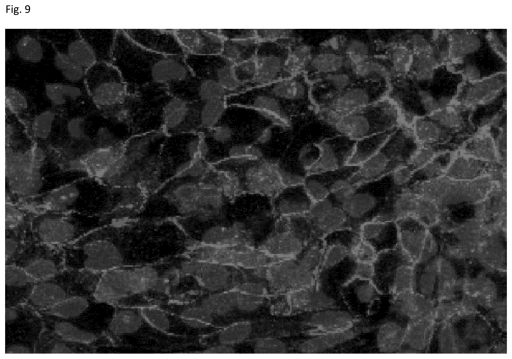 Patent US12303617 Figure 9 – Methods and materials for using fibrin supports for retinal pigment epithelium transplantation