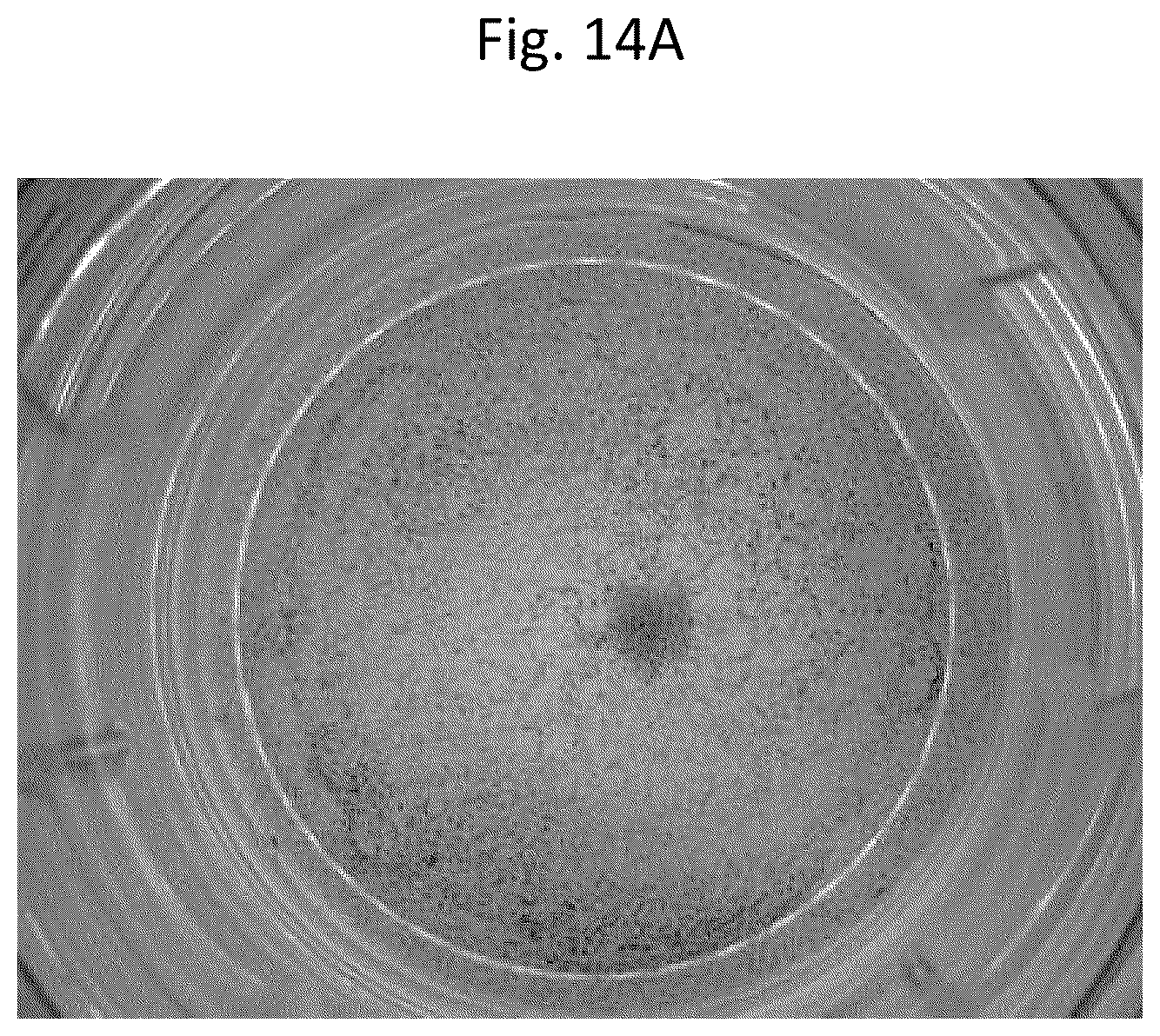 Patent US12303617 Figure 14 – Methods and materials for using fibrin supports for retinal pigment epithelium transplantation