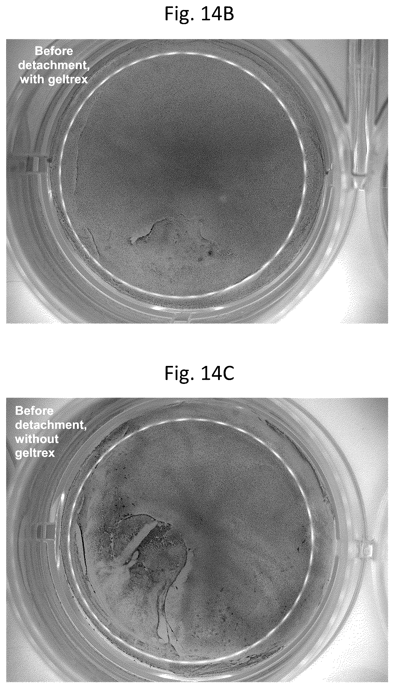 Patent US12303617 Figure 15 – Methods and materials for using fibrin supports for retinal pigment epithelium transplantation