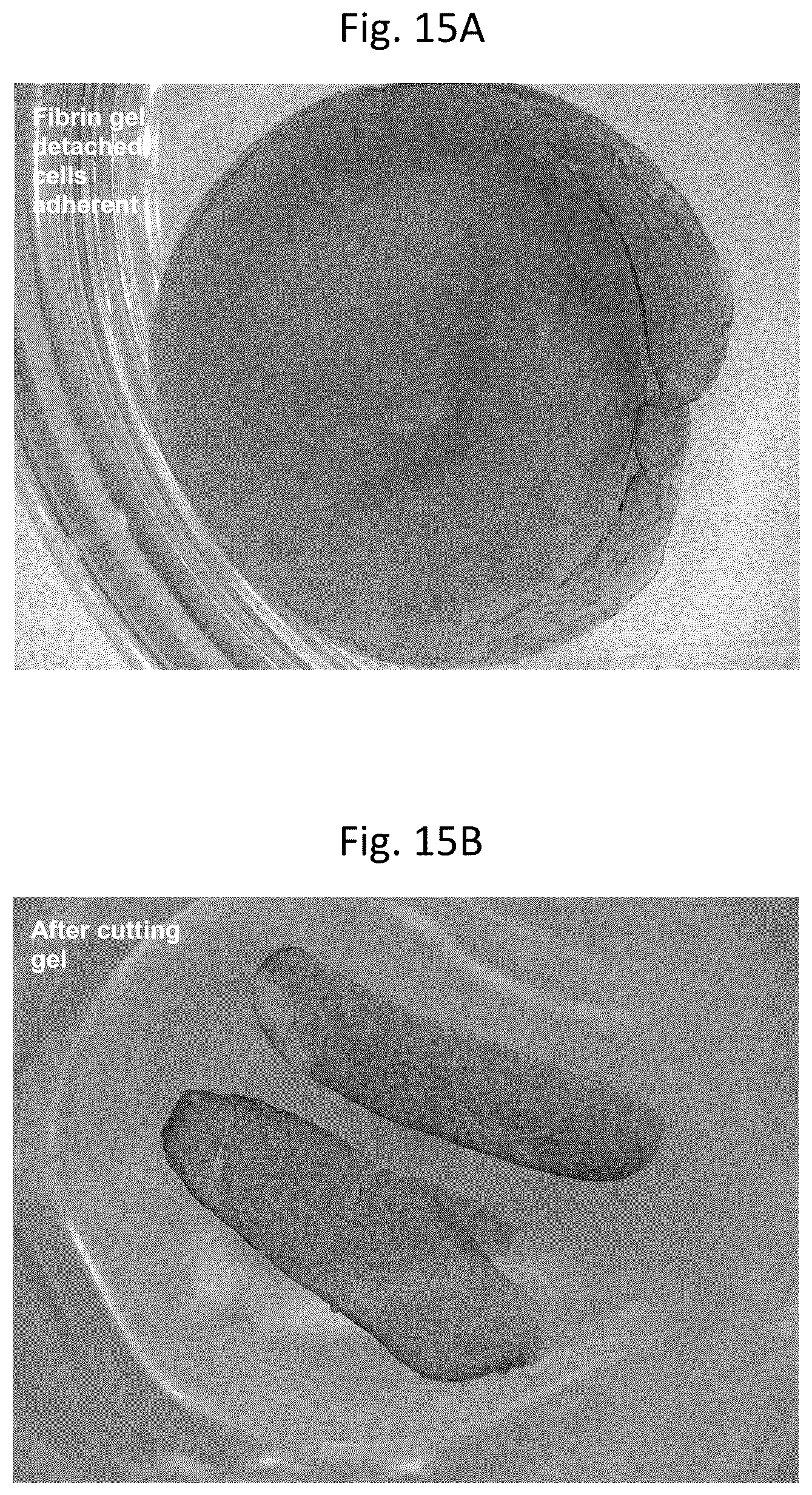 Patent US12303617 Figure 16 – Methods and materials for using fibrin supports for retinal pigment epithelium transplantation