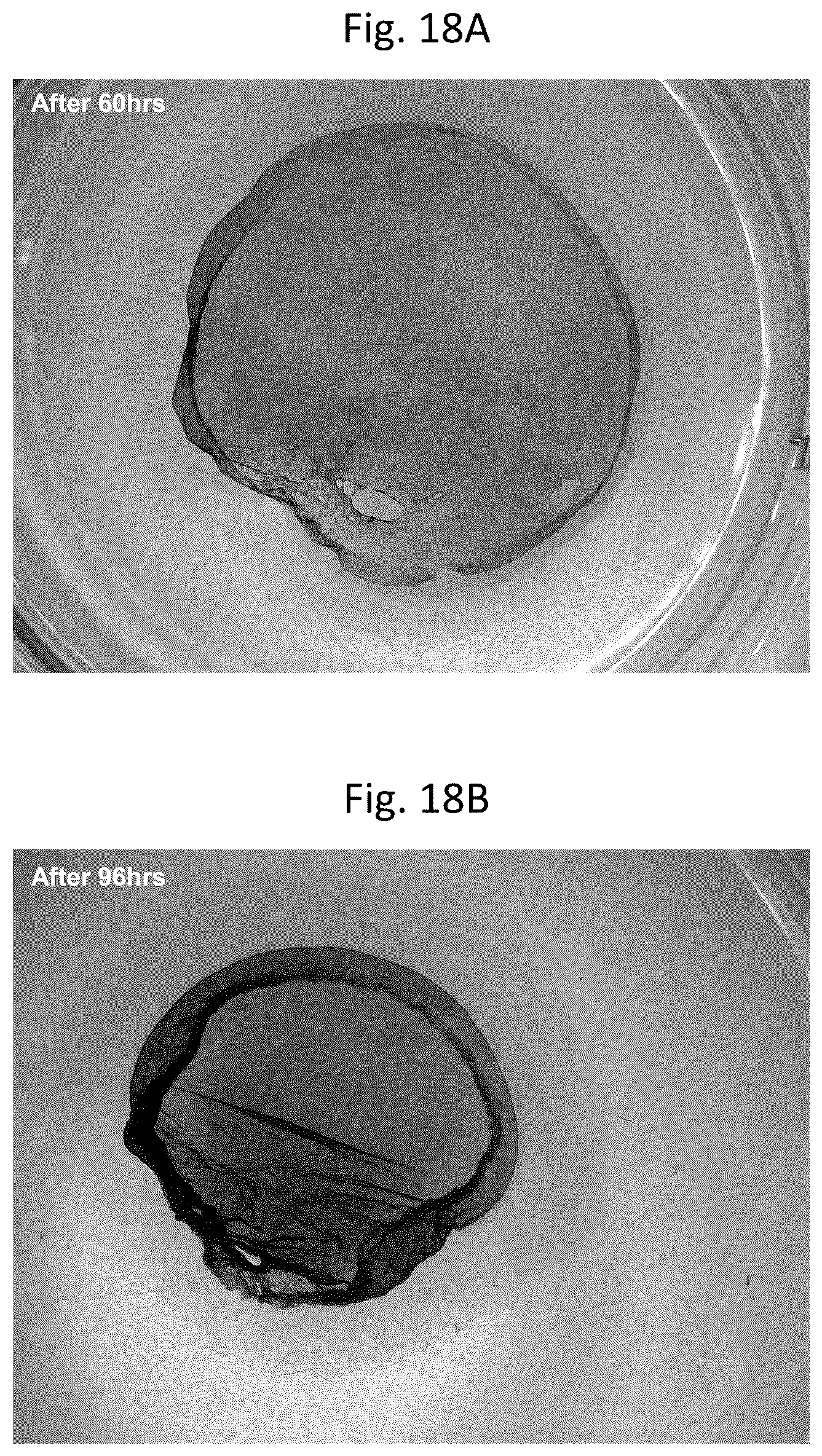 Patent US12303617 Figure 19 – Methods and materials for using fibrin supports for retinal pigment epithelium transplantation