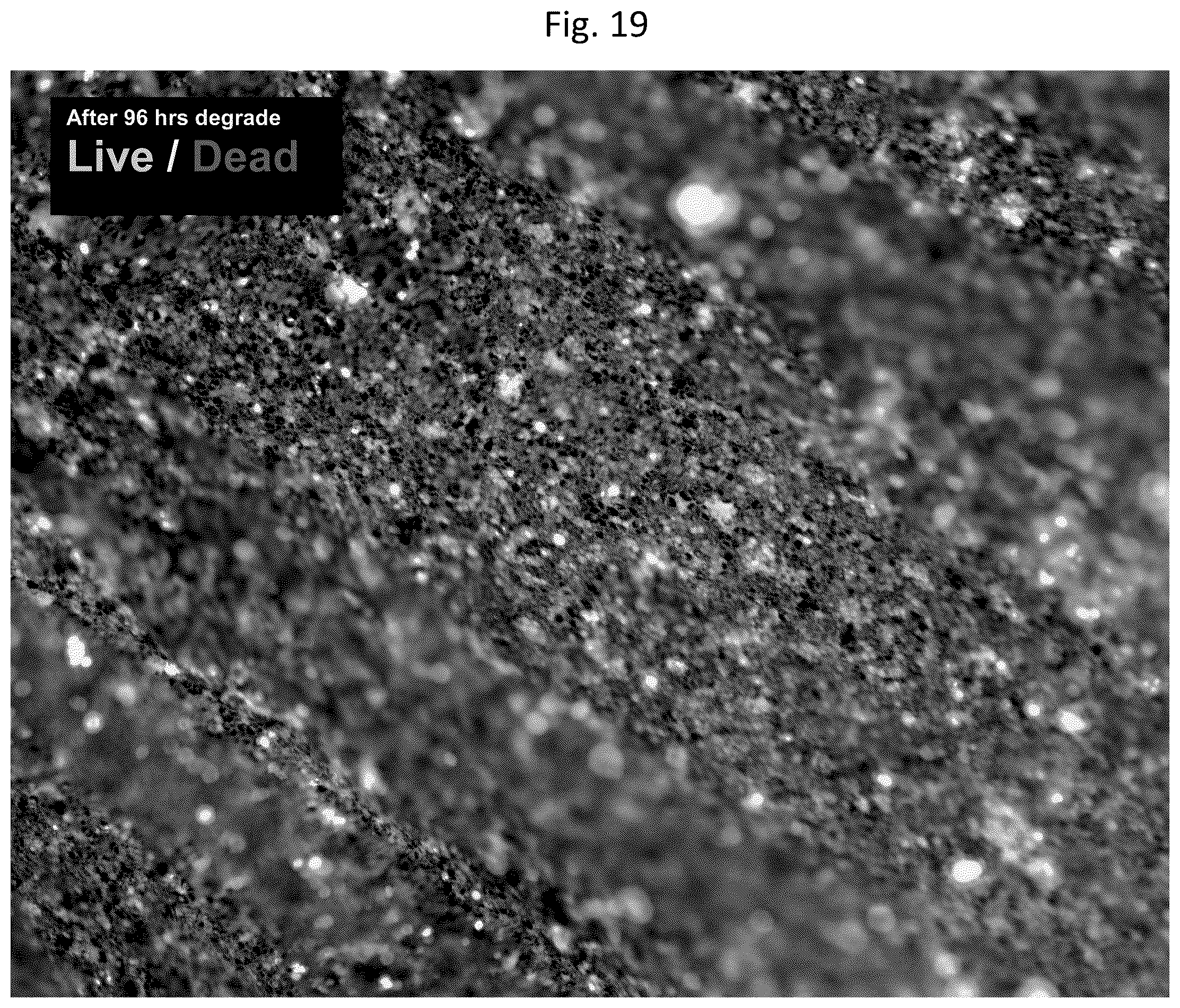 Patent US12303617 Figure 20 – Methods and materials for using fibrin supports for retinal pigment epithelium transplantation