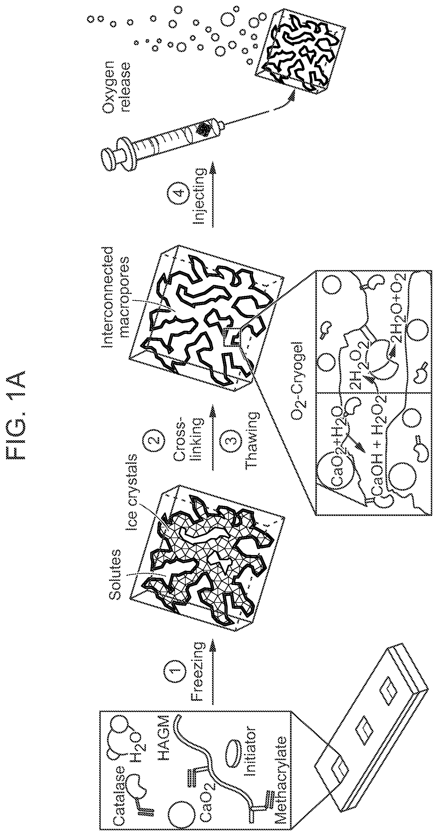 Patent US12303618 Figure 1 – Oxygen-generating cryogels