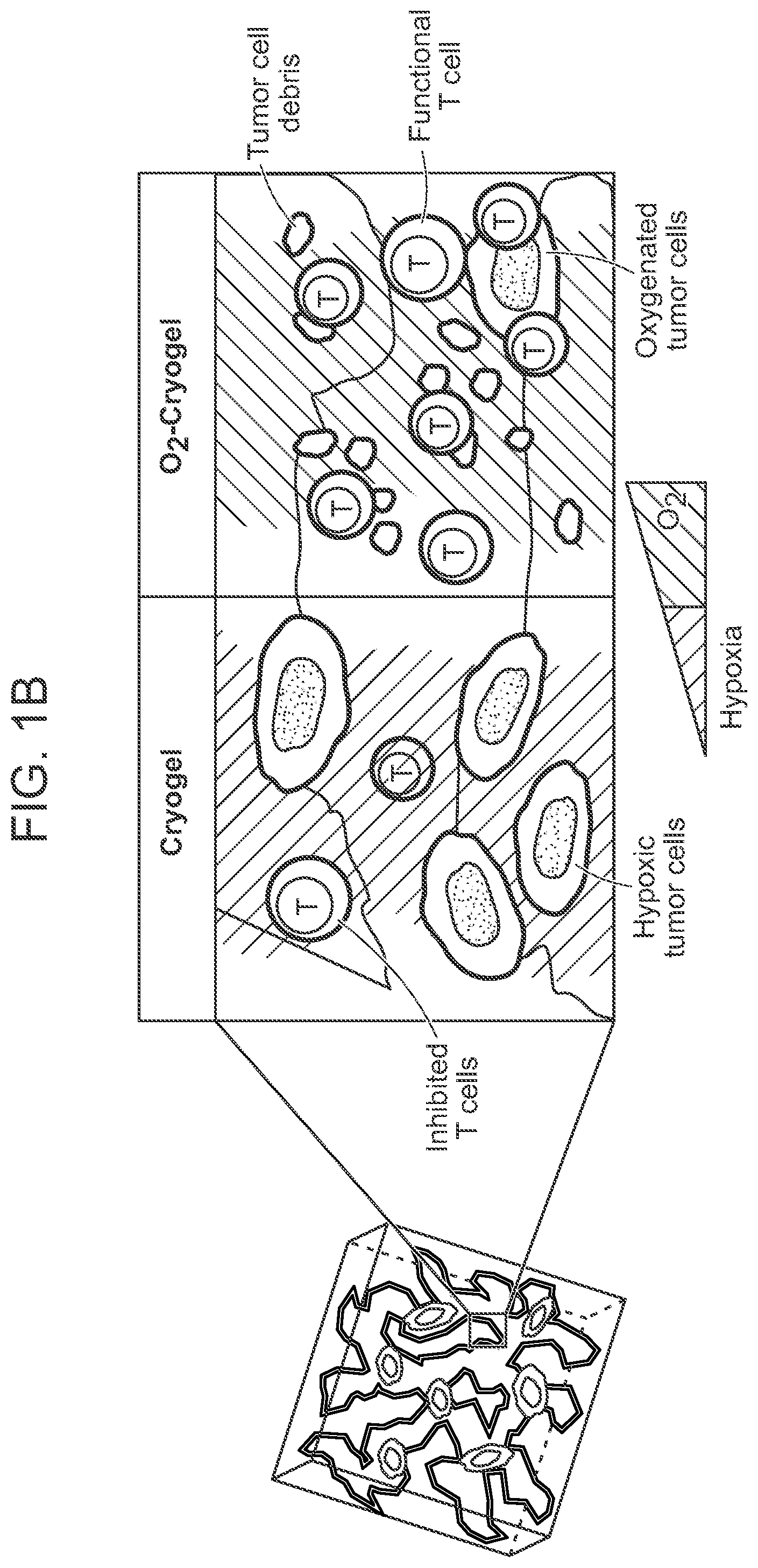 Patent US12303618 Figure 2 – Oxygen-generating cryogels