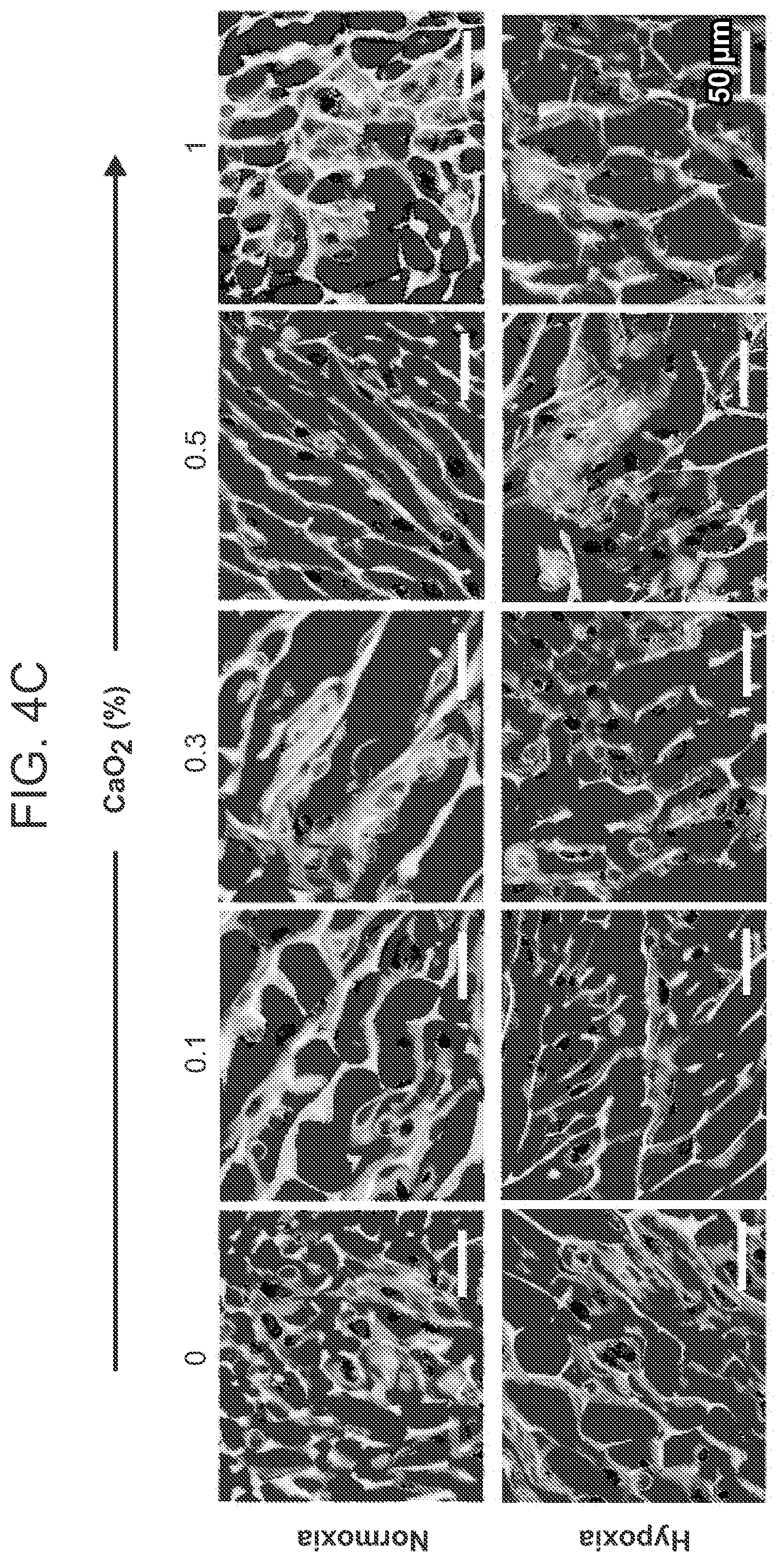 Patent US12303618 Figure 11 – Oxygen-generating cryogels