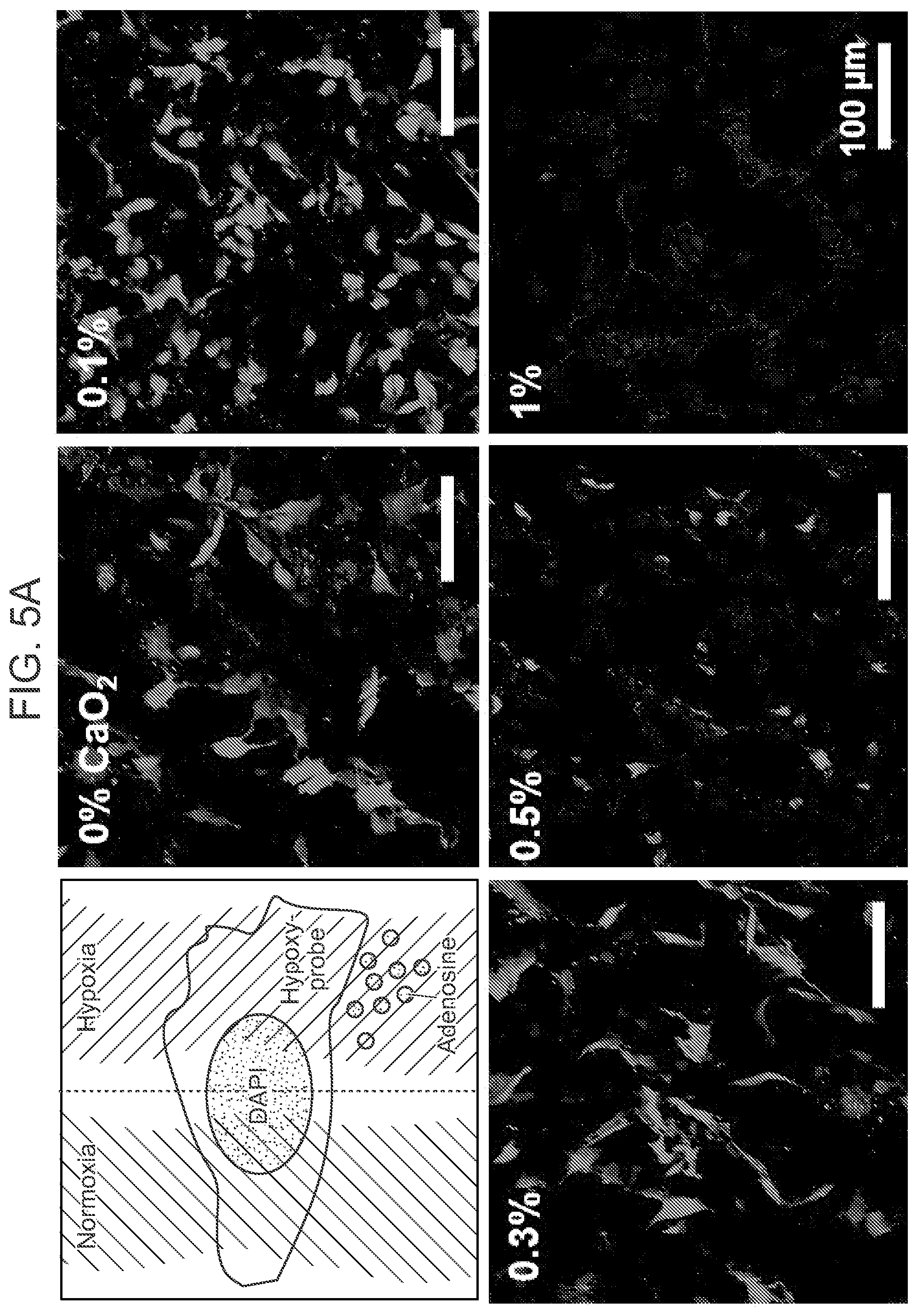 Patent US12303618 Figure 13 – Oxygen-generating cryogels