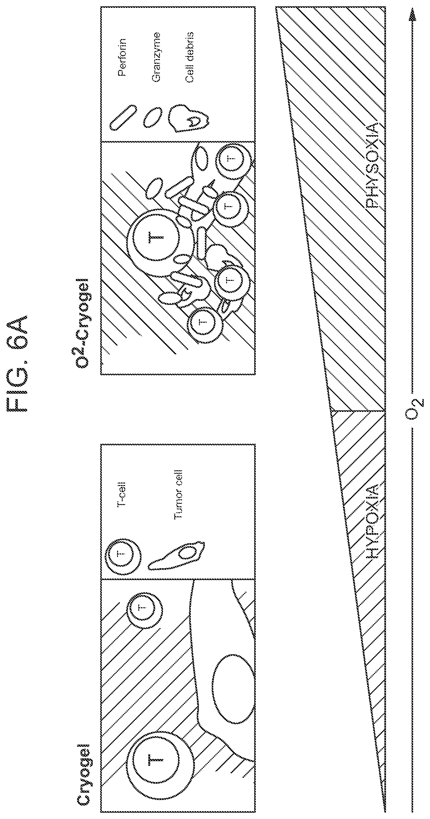 Patent US12303618 Figure 16 – Oxygen-generating cryogels