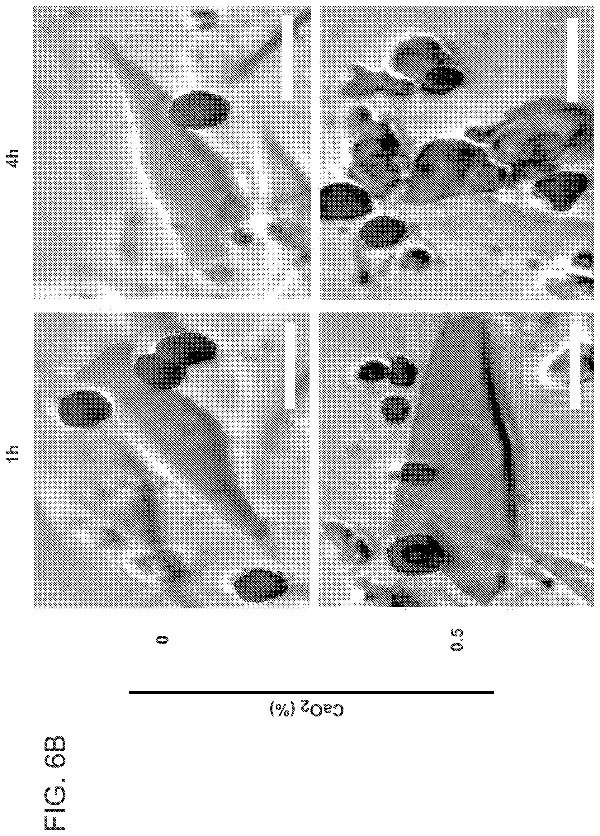 Patent US12303618 Figure 17 – Oxygen-generating cryogels