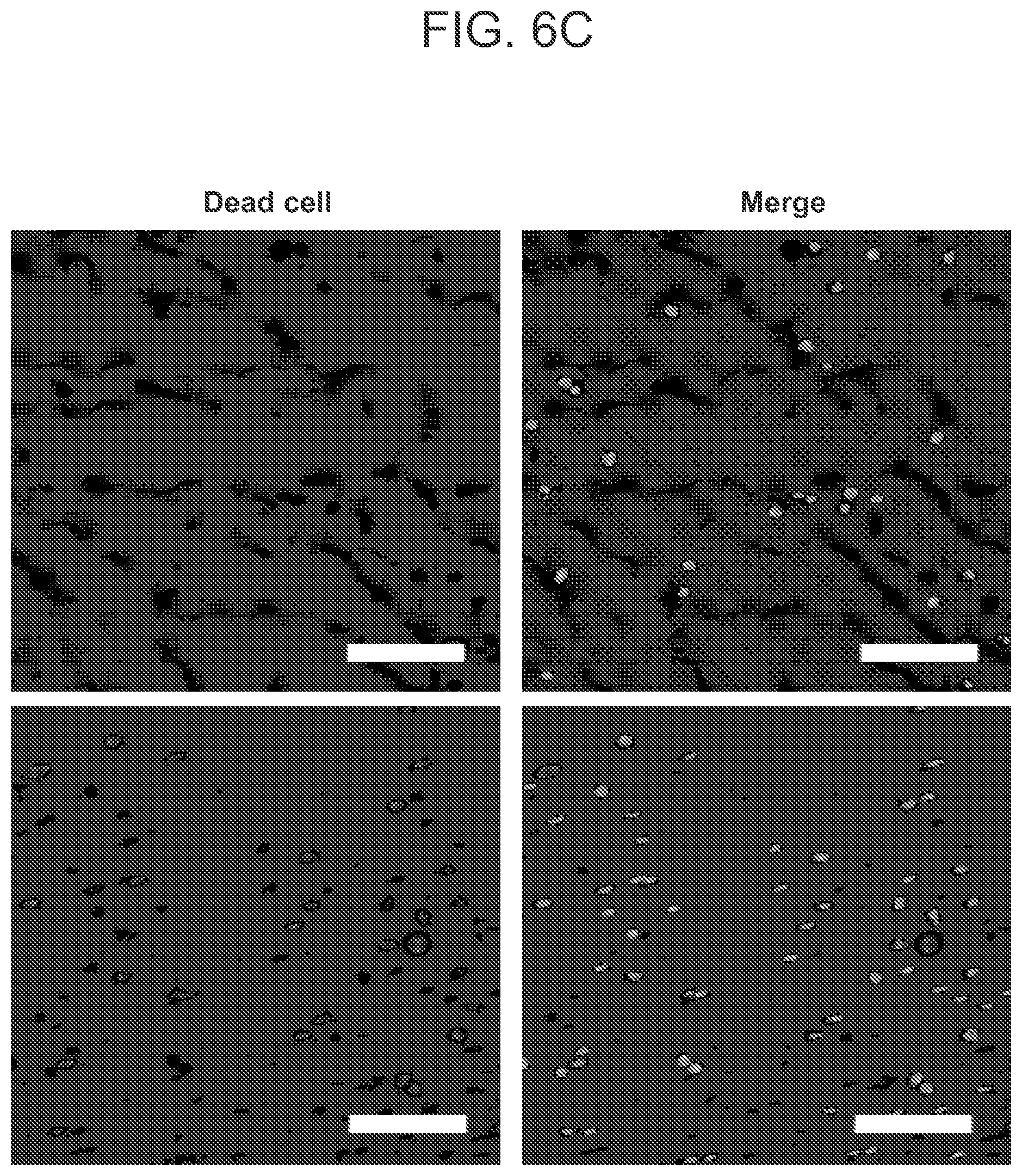Patent US12303618 Figure 18 – Oxygen-generating cryogels