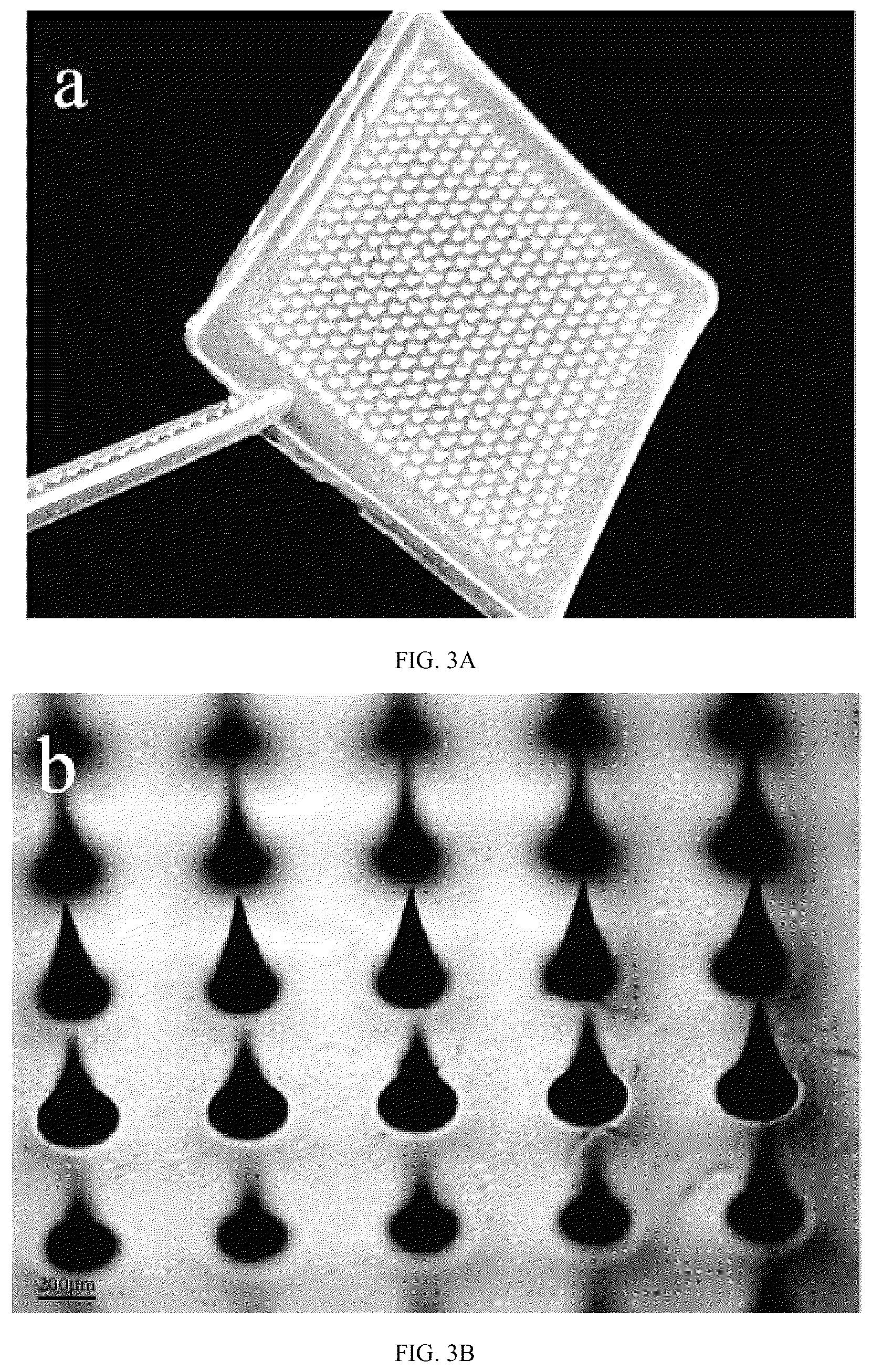 Patent US12303660 Figure 5 – Colchicine hydrogel microneedle and preparation method thereof