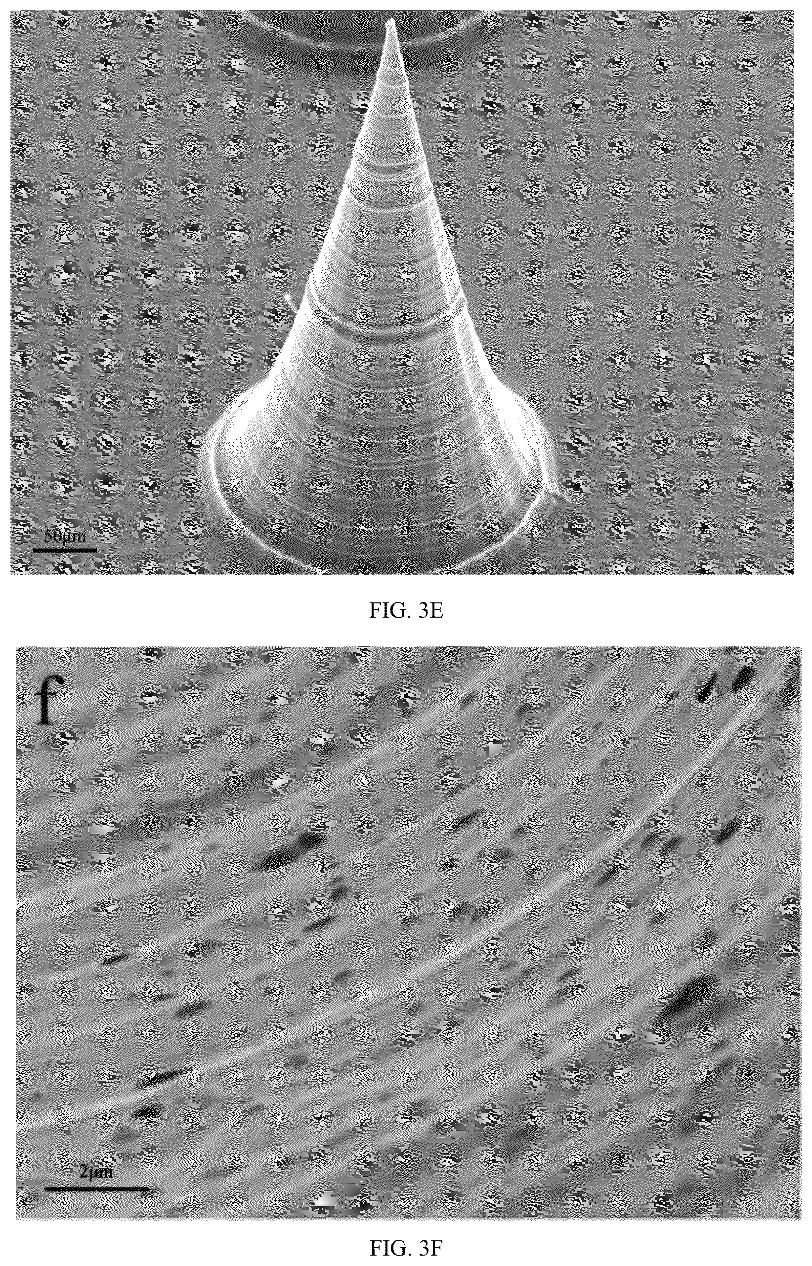 Patent US12303660 Figure 7 – Colchicine hydrogel microneedle and preparation method thereof