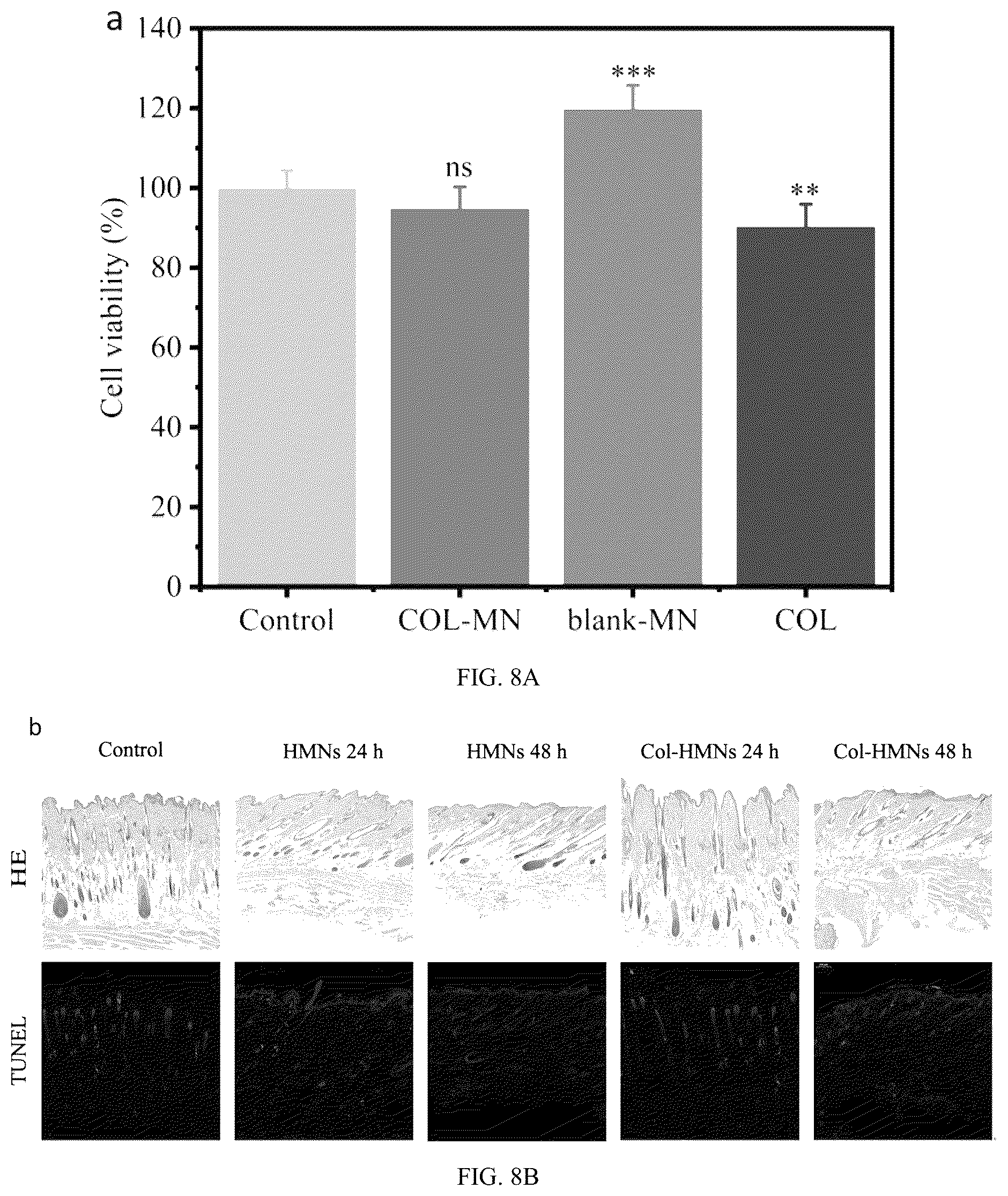 Patent US12303660 Figure 15 – Colchicine hydrogel microneedle and preparation method thereof