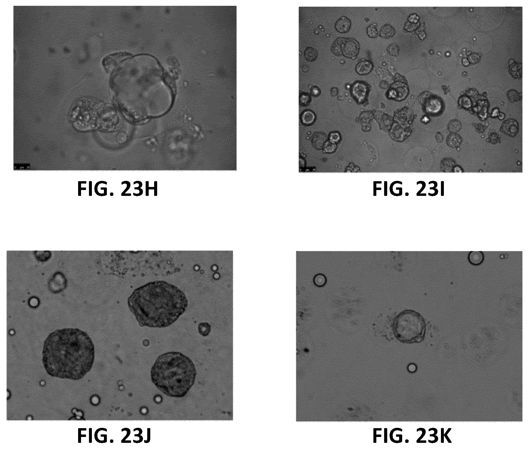 Patent US12303806 Figure 12 – Apparatuses for purification of gel droplets supporting biological tissue