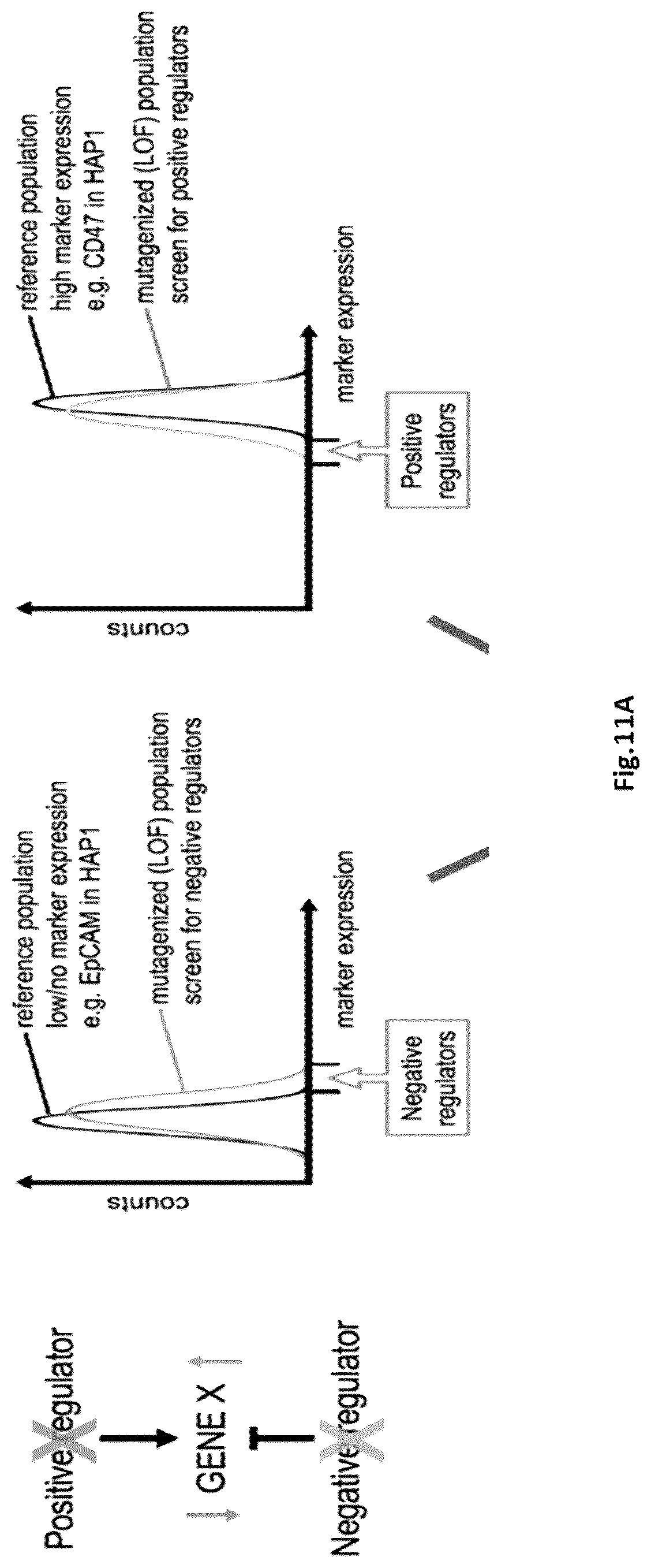 Patent US12303898 Figure 10 – Microfluidic devices and methods of use