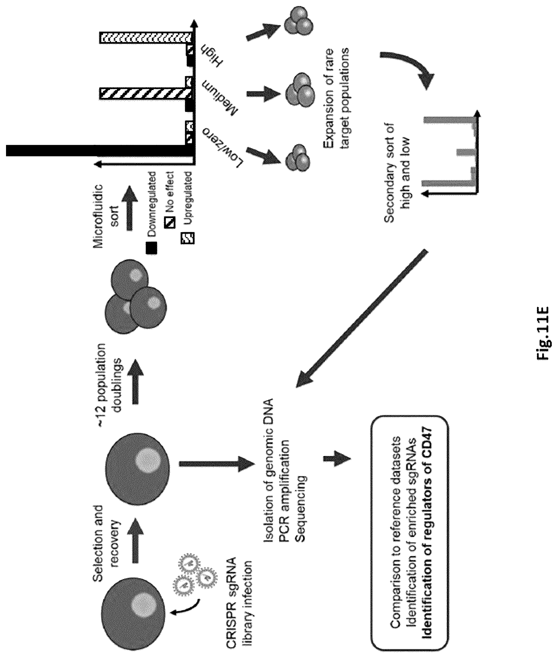 Patent US12303898 Figure 12 – Microfluidic devices and methods of use