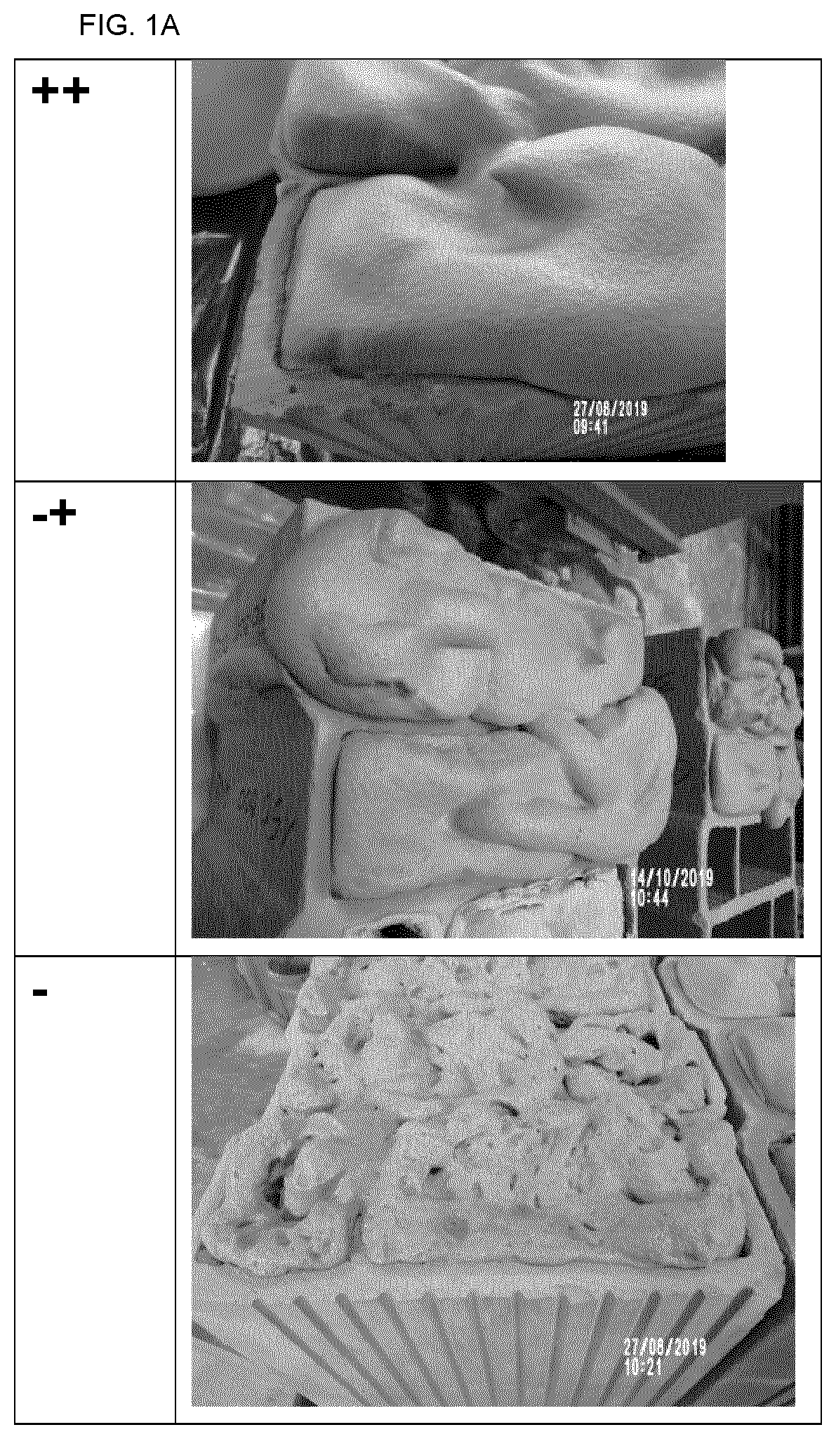 Patent US12304872 — Method for producing a composite insulating mineral construction element — Figure 1
