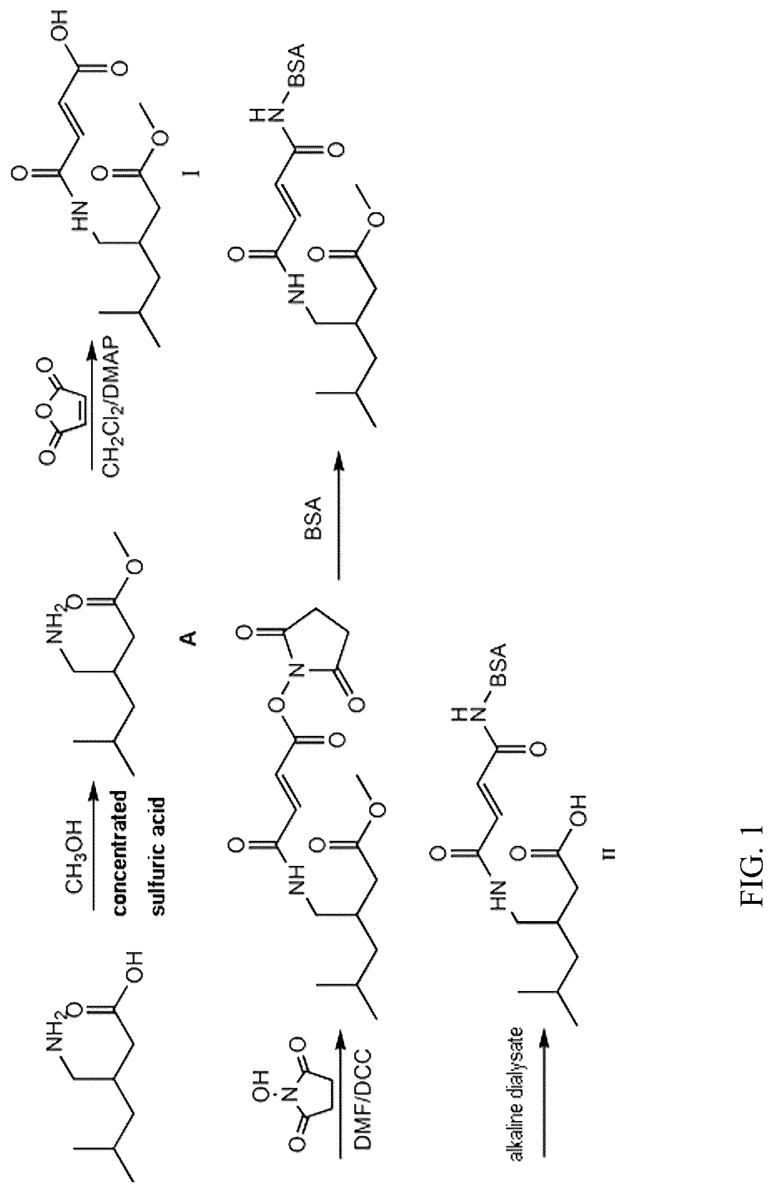 Patent US12304882 Figure 1 – Pregabalin artificial hapten, artificial antigen and preparation method therefor and application thereof