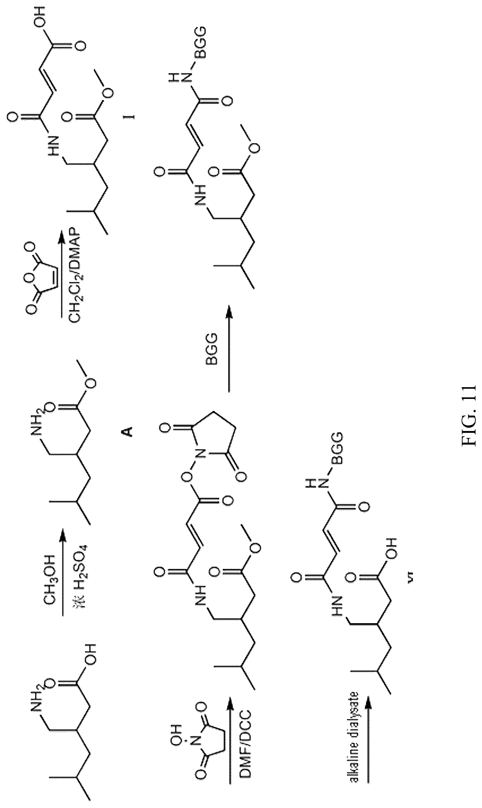 Patent US12304882 Figure 11 – Pregabalin artificial hapten, artificial antigen and preparation method therefor and application thereof
