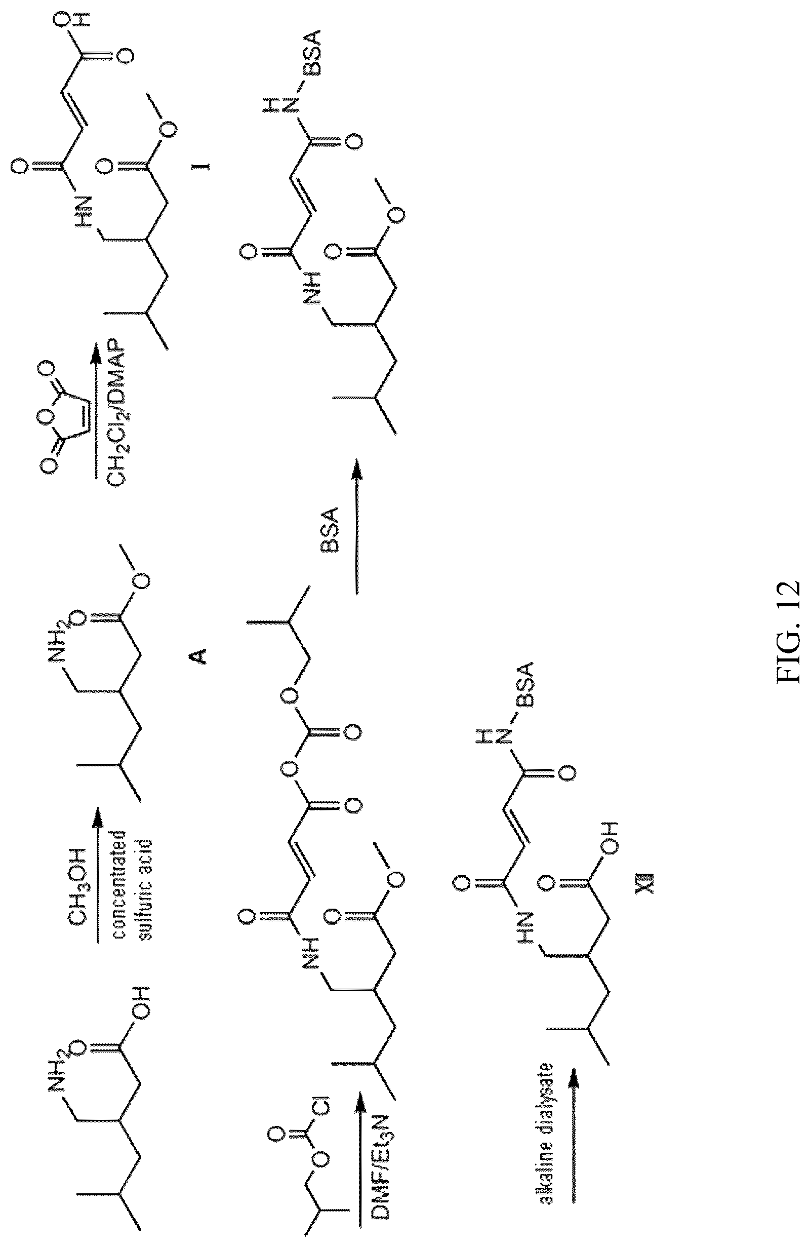 Patent US12304882 Figure 12 – Pregabalin artificial hapten, artificial antigen and preparation method therefor and application thereof
