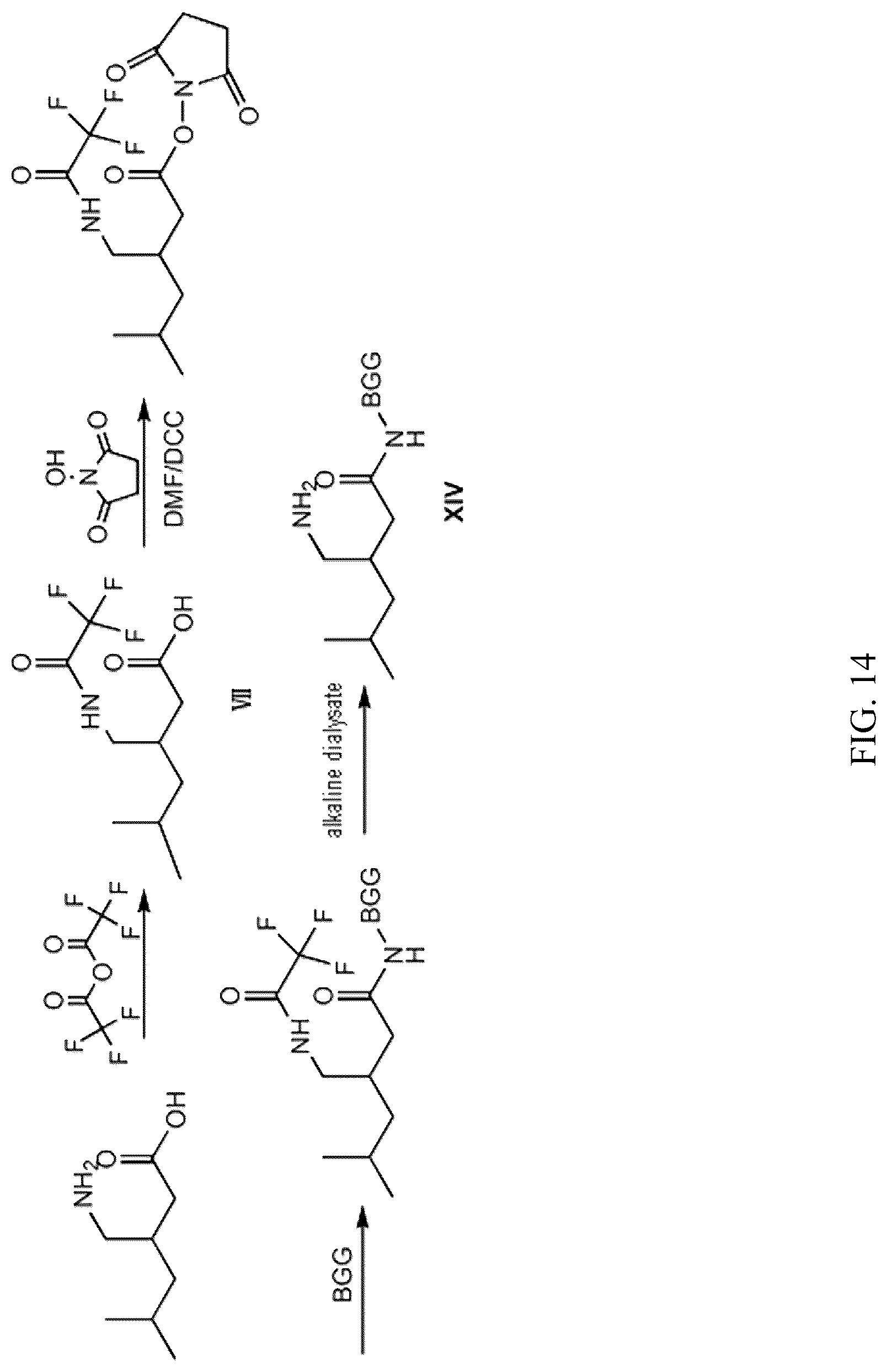 Patent US12304882 Figure 14 – Pregabalin artificial hapten, artificial antigen and preparation method therefor and application thereof