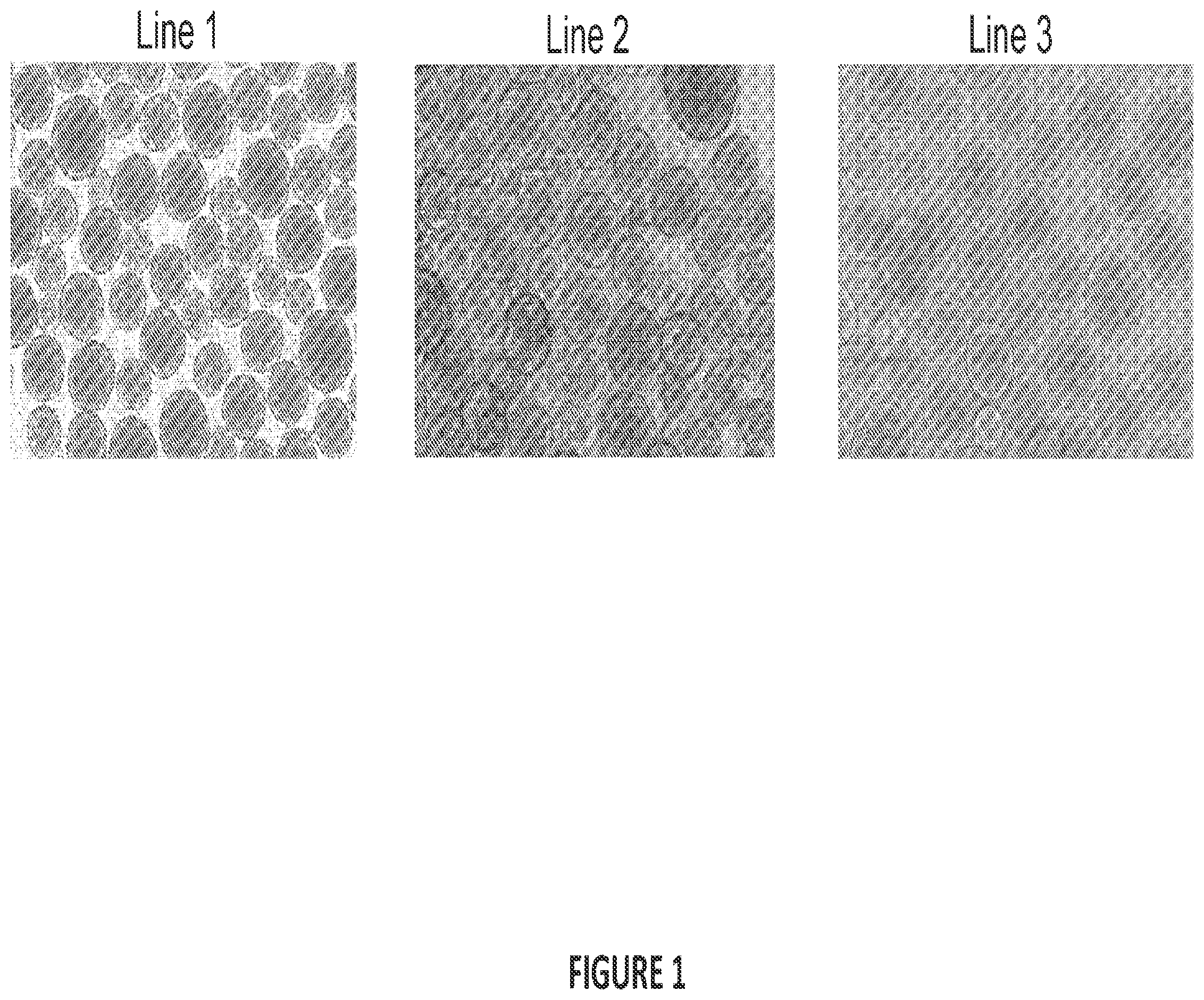 Patent US12304900 Figure 1 – Islet cell manufacturing compositions and methods of use
