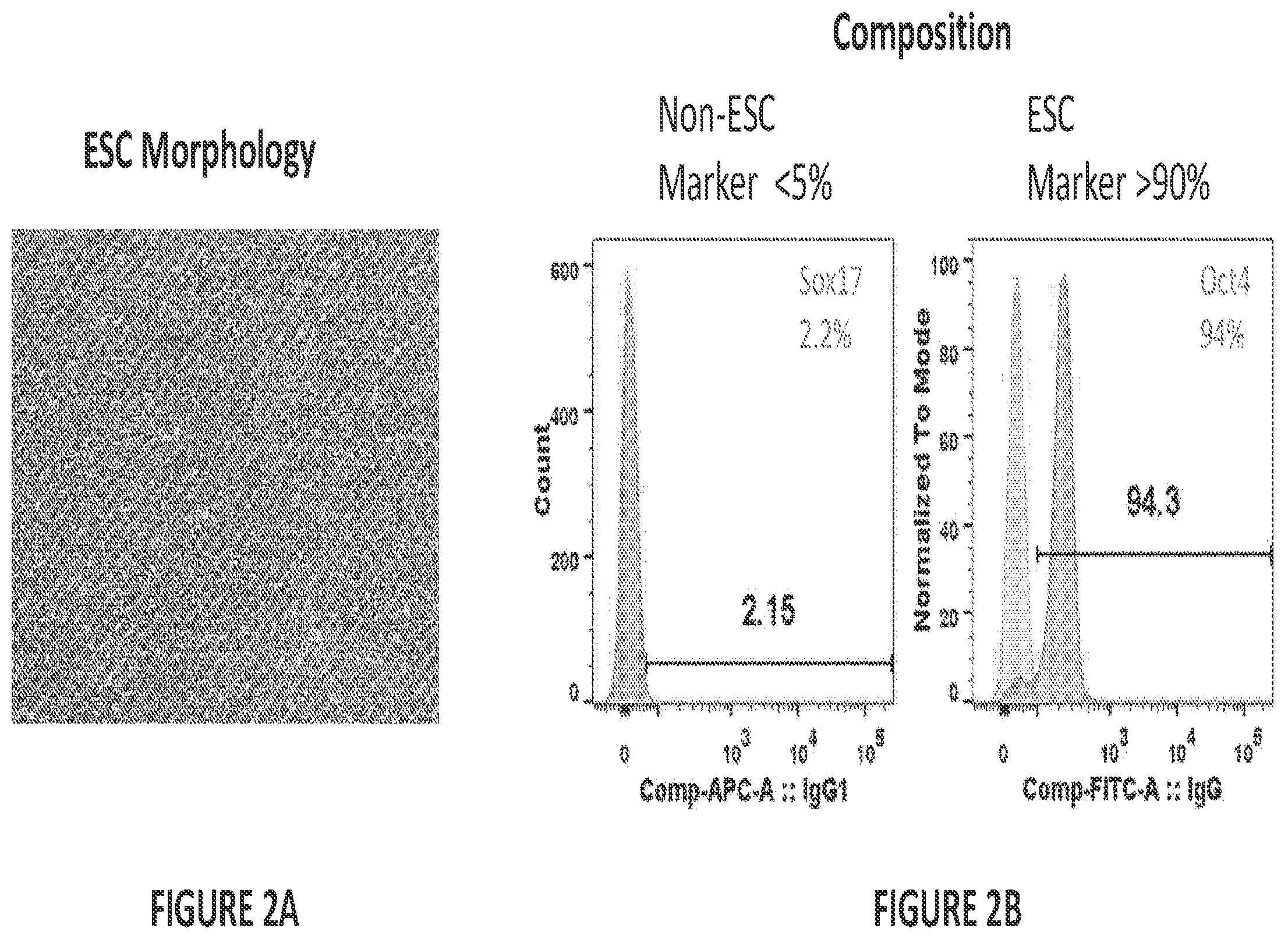 Patent US12304900 Figure 2 – Islet cell manufacturing compositions and methods of use