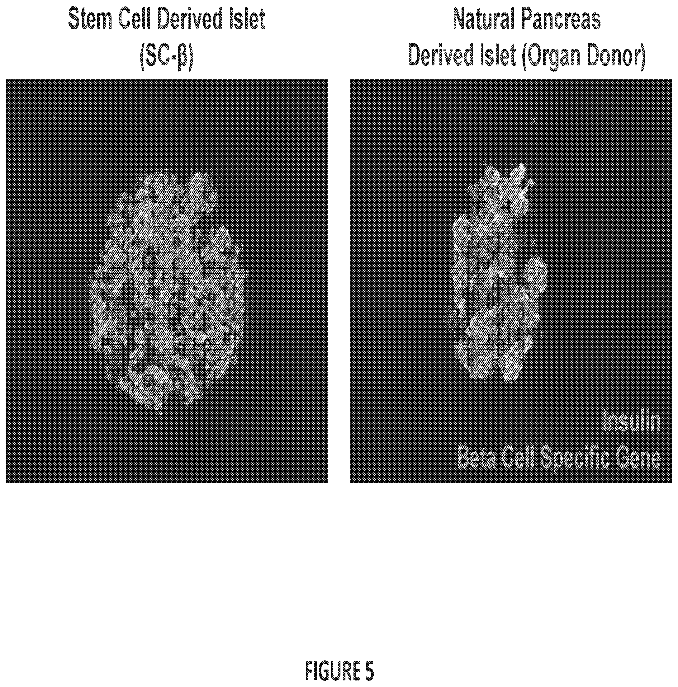 Patent US12304900 Figure 6 – Islet cell manufacturing compositions and methods of use