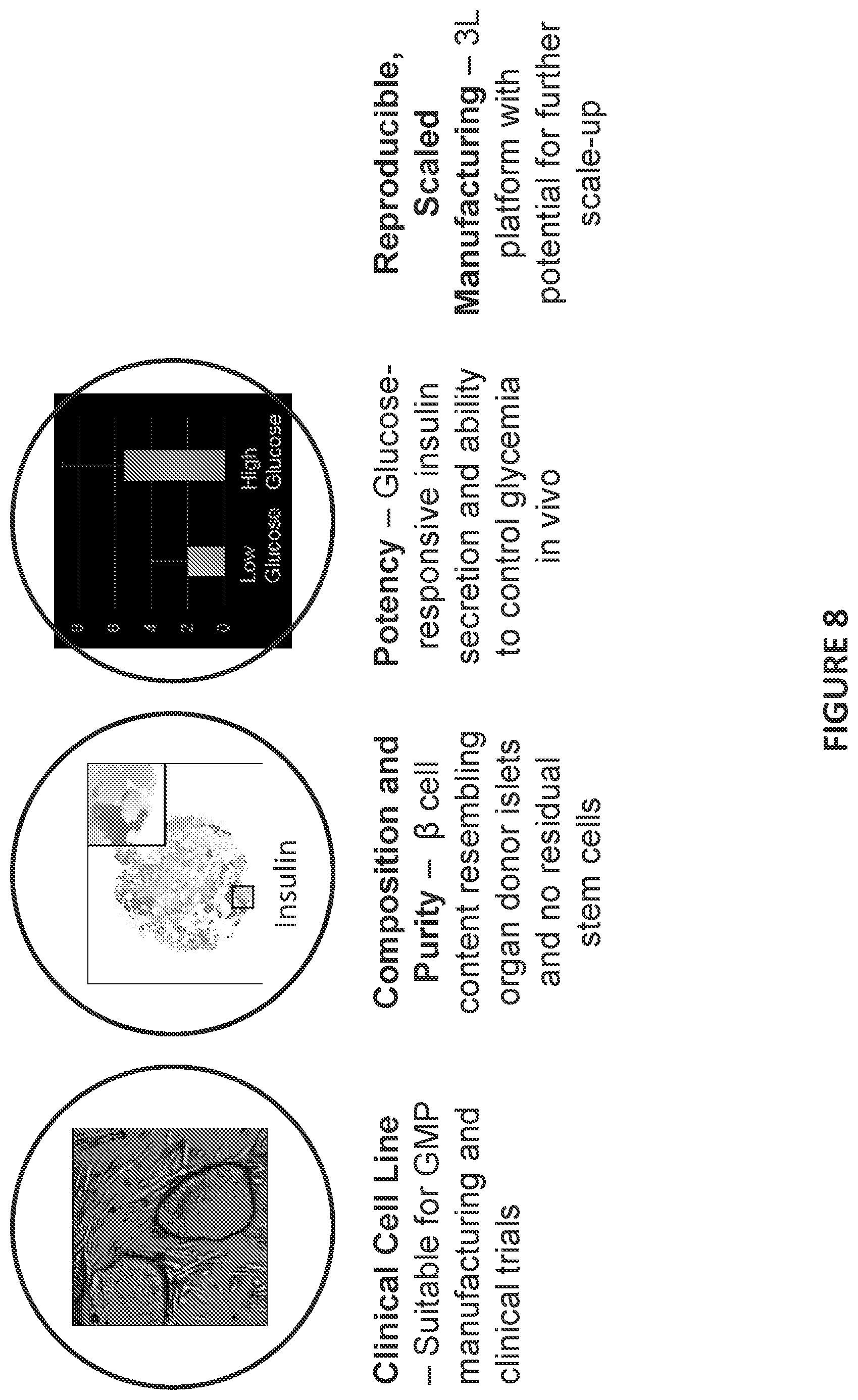 Patent US12304900 Figure 11 – Islet cell manufacturing compositions and methods of use