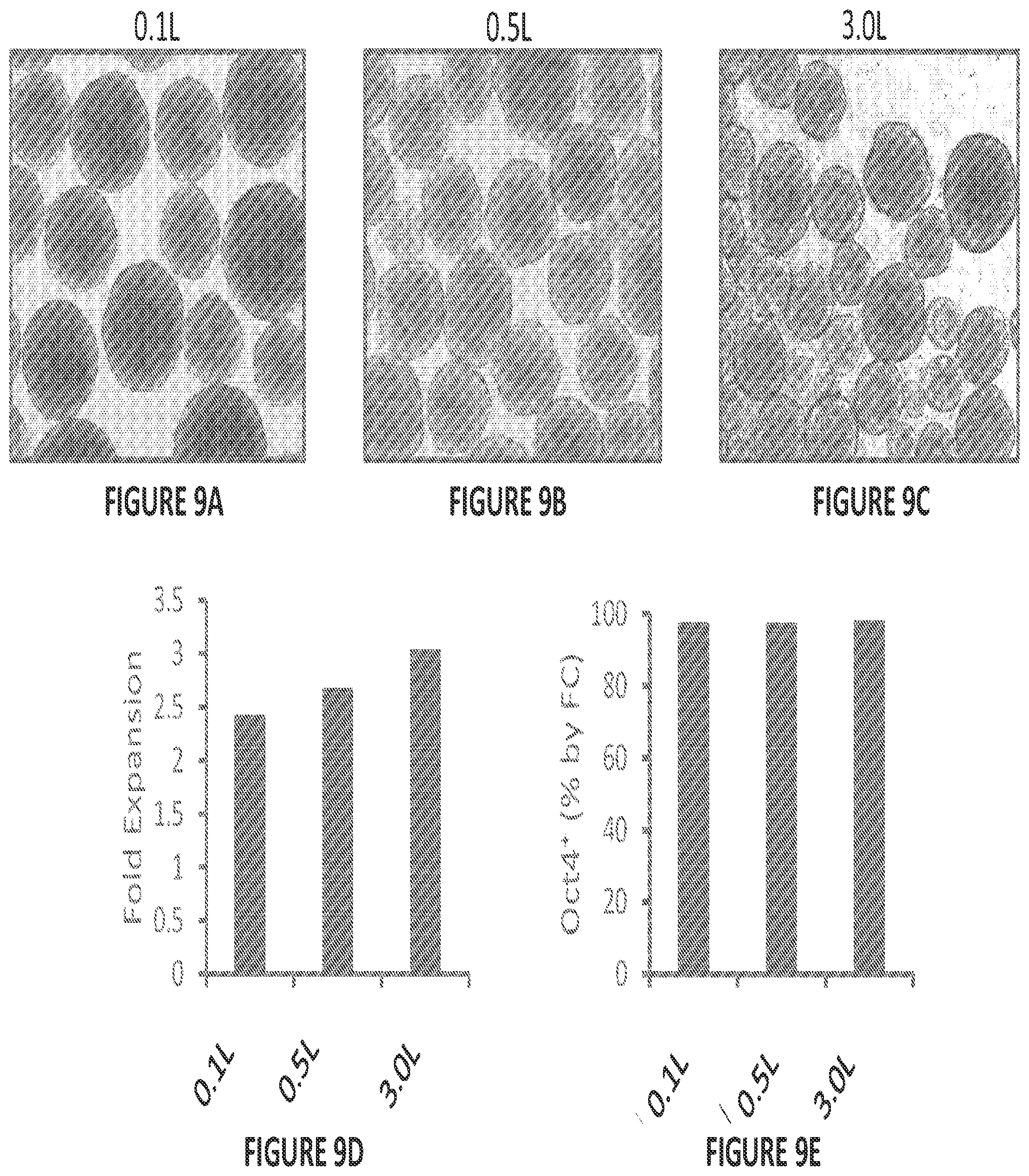 Patent US12304900 Figure 12 – Islet cell manufacturing compositions and methods of use