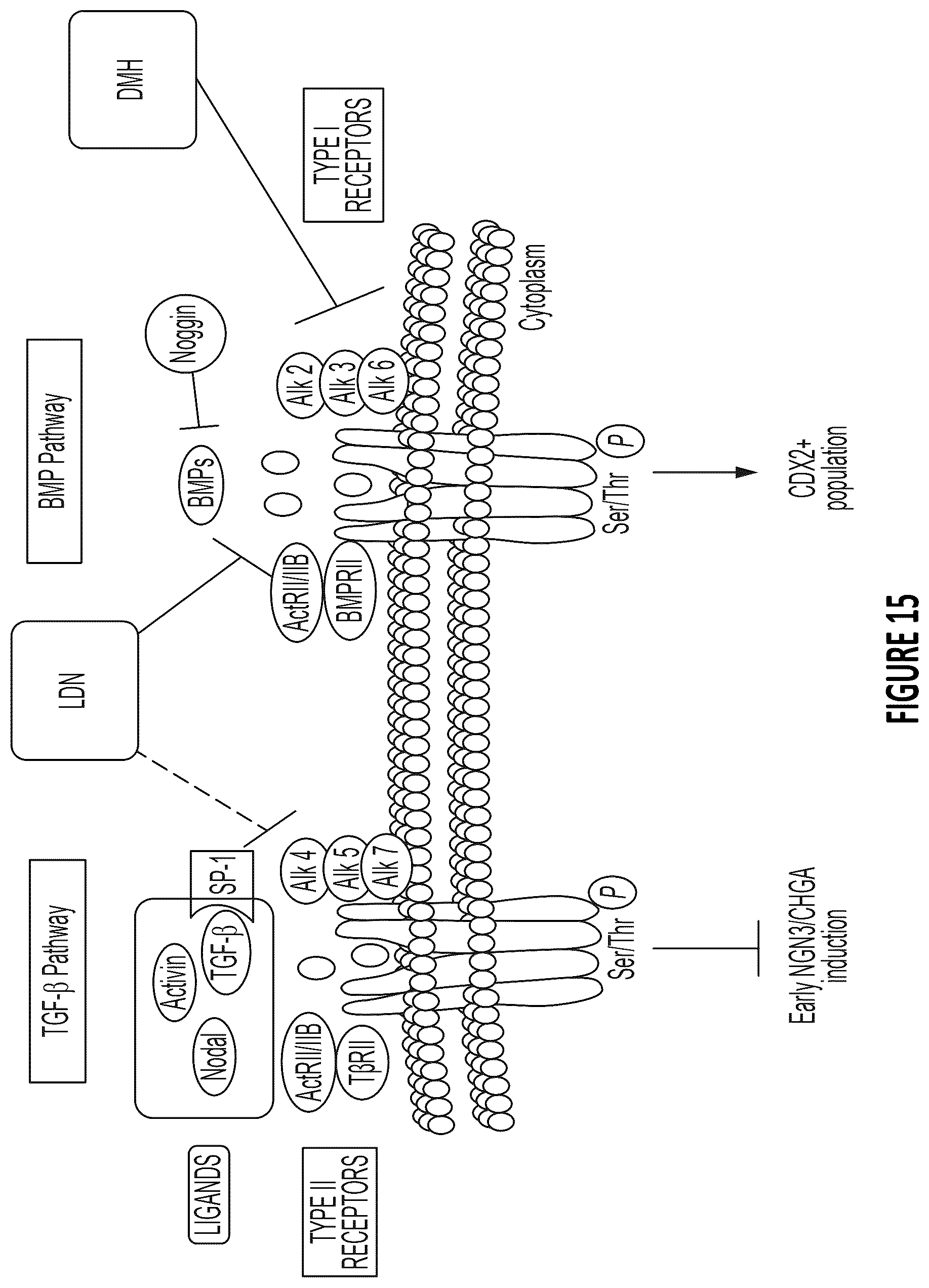 Patent US12304900 Figure 18 – Islet cell manufacturing compositions and methods of use