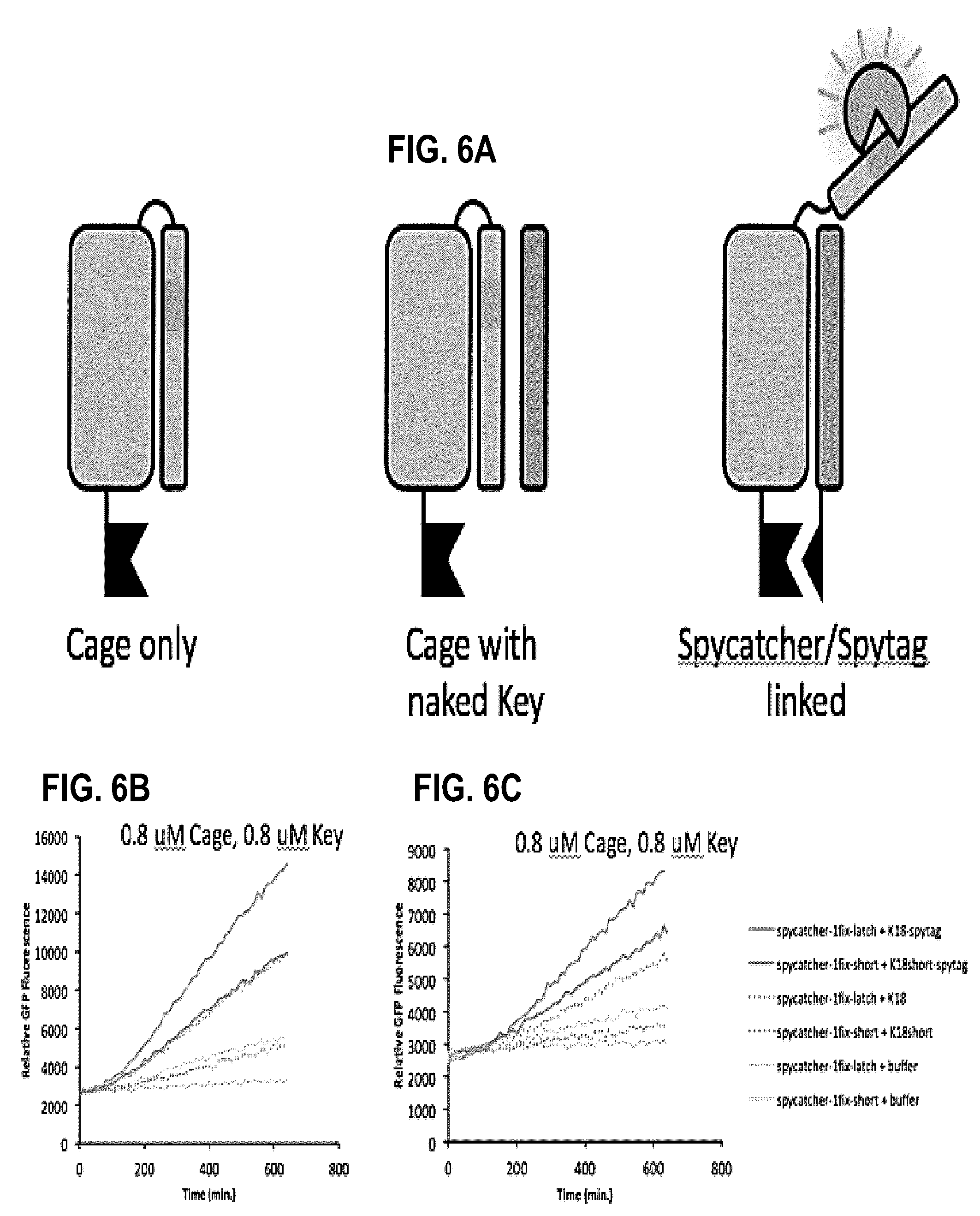 Patent US12304927 Figure 6 – De novo design of protein switches