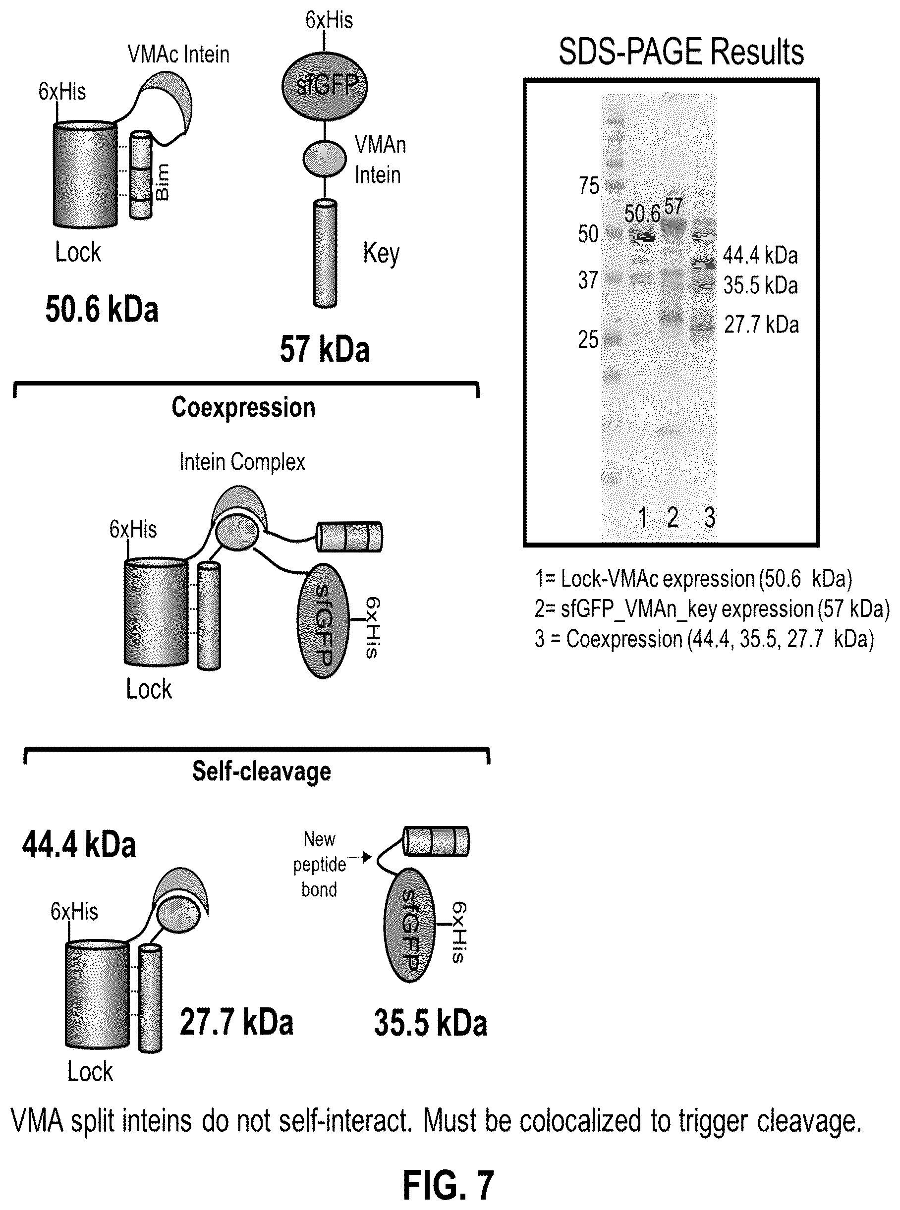 Patent US12304927 Figure 7 – De novo design of protein switches